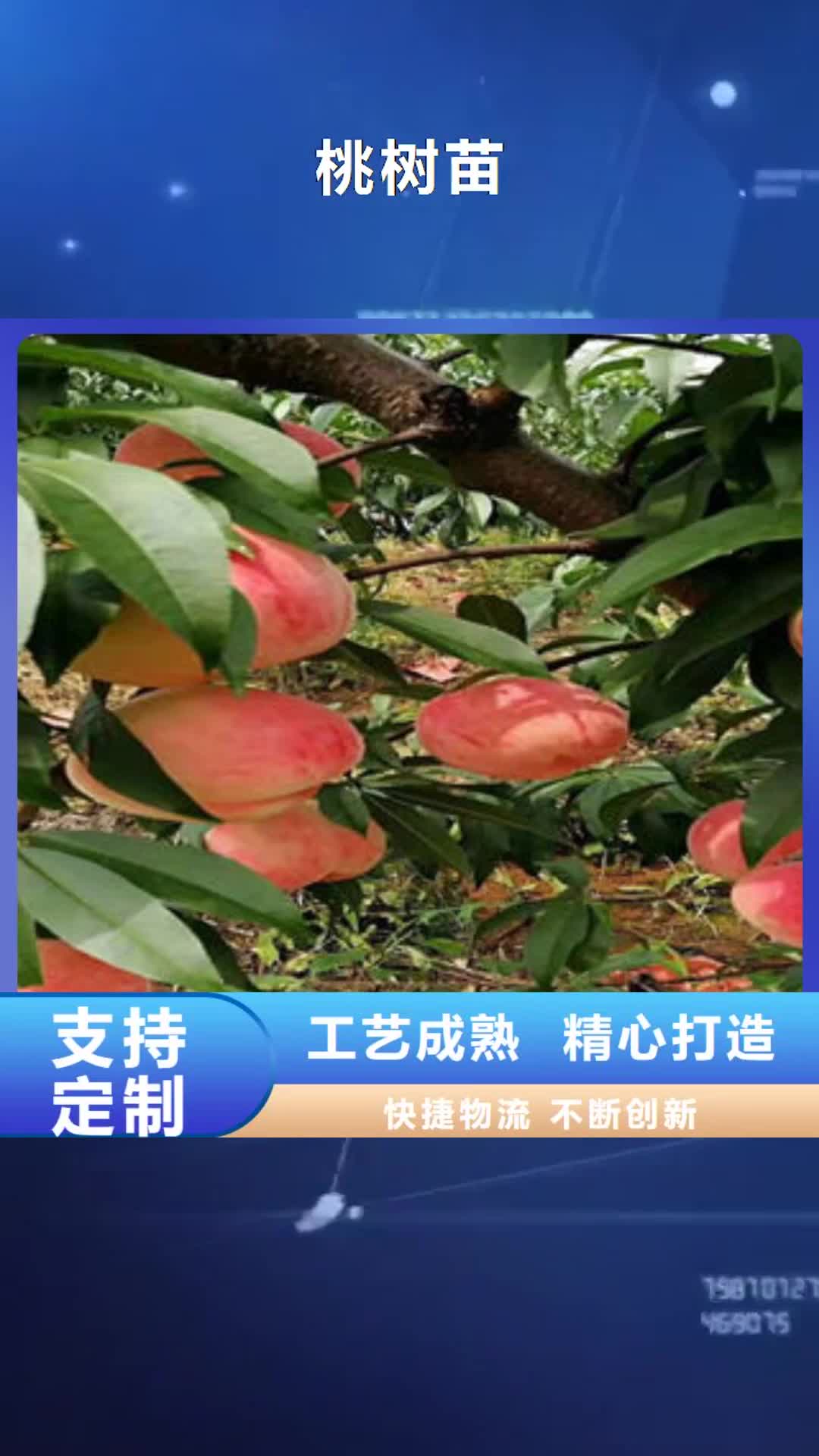 云浮【桃树苗】 核桃苗欢迎来电咨询