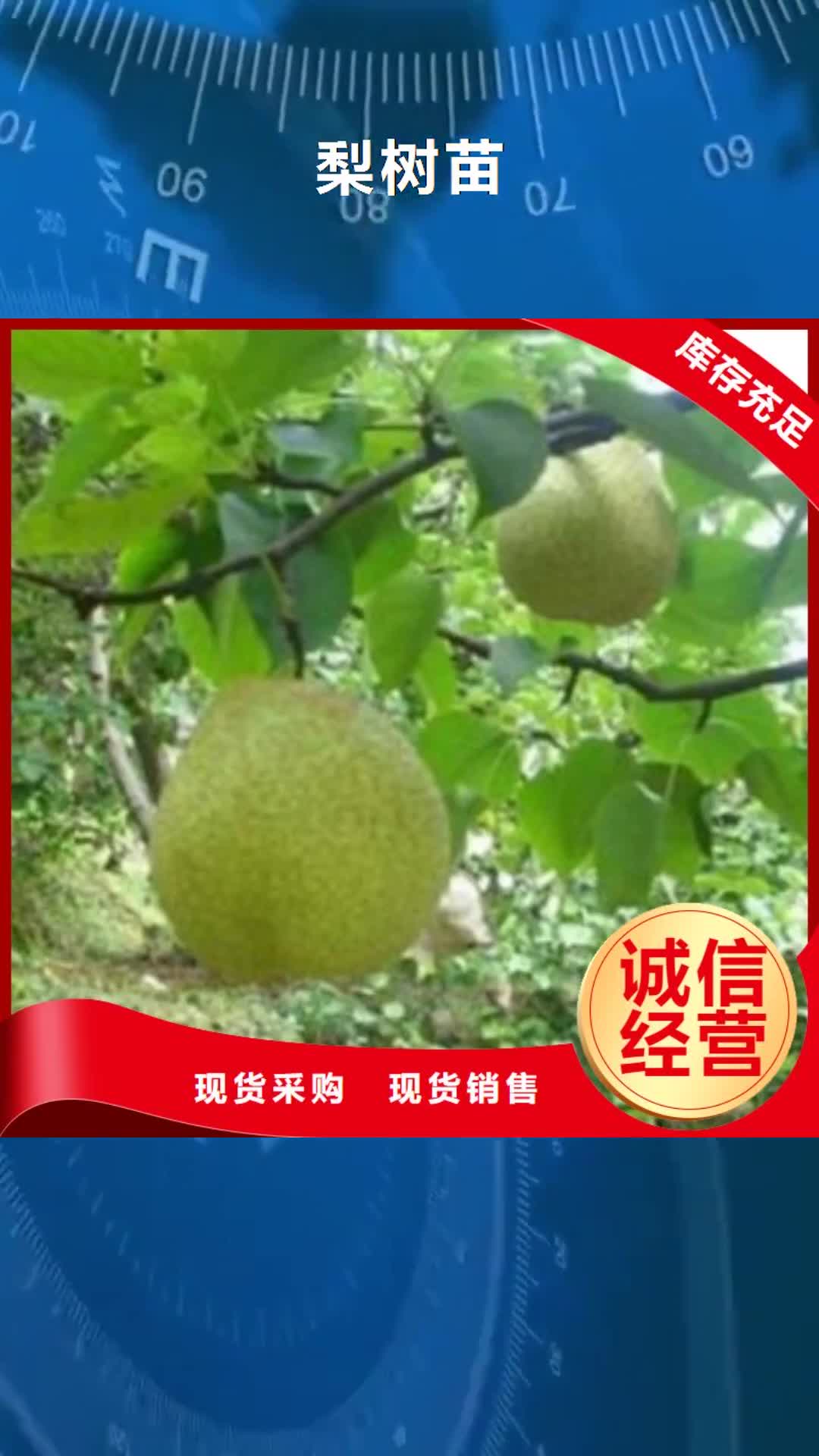 安阳 梨树苗货源稳定