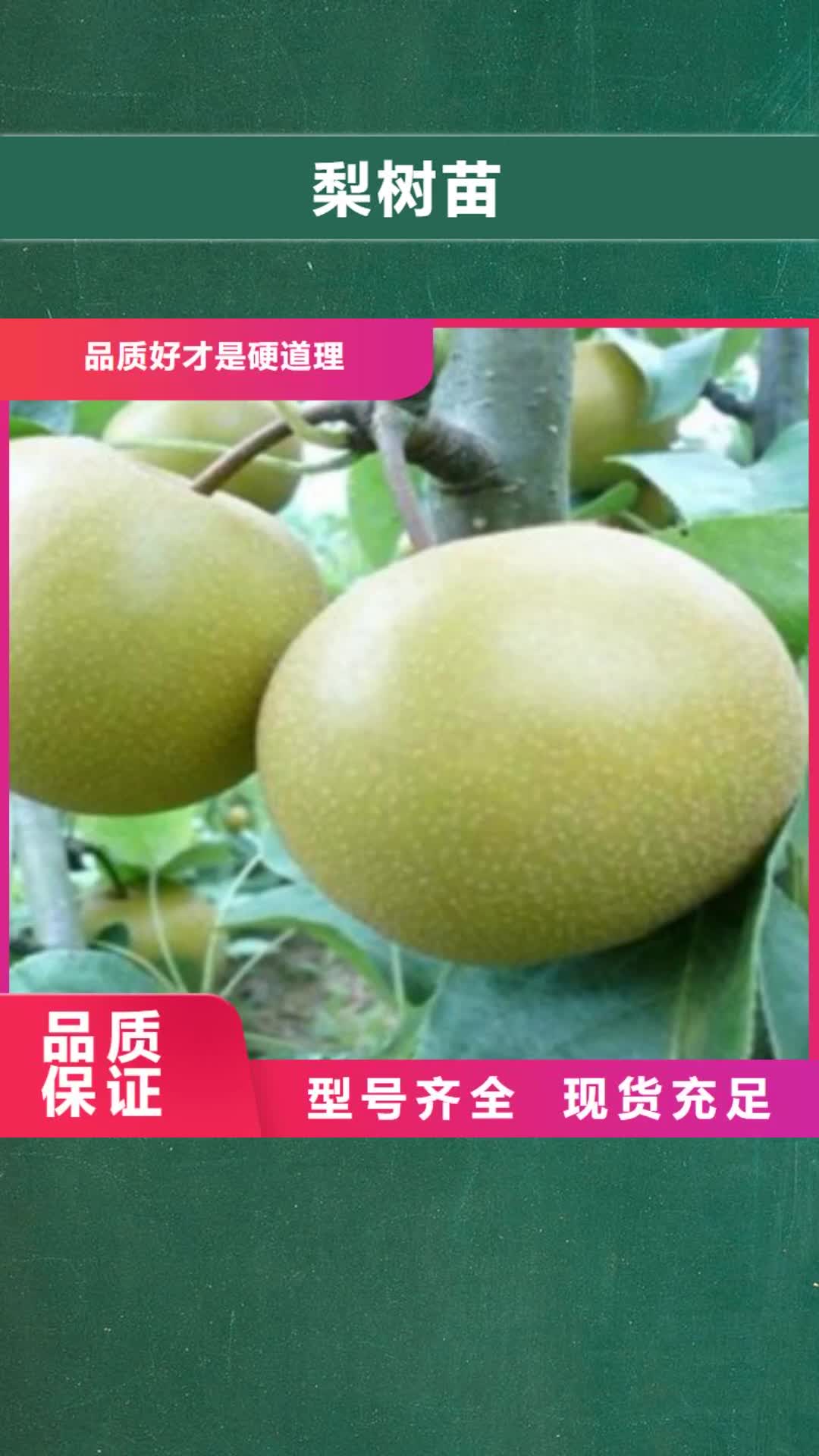 广元 梨树苗品质好才是硬道理