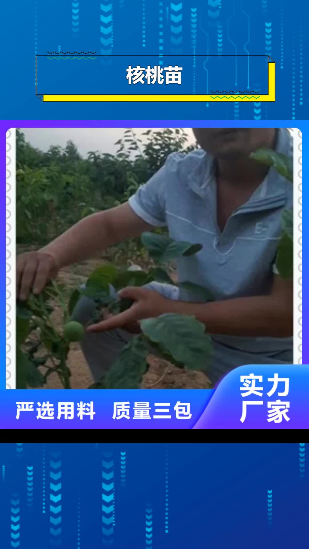 徐州 核桃苗 【桃树苗】供应商