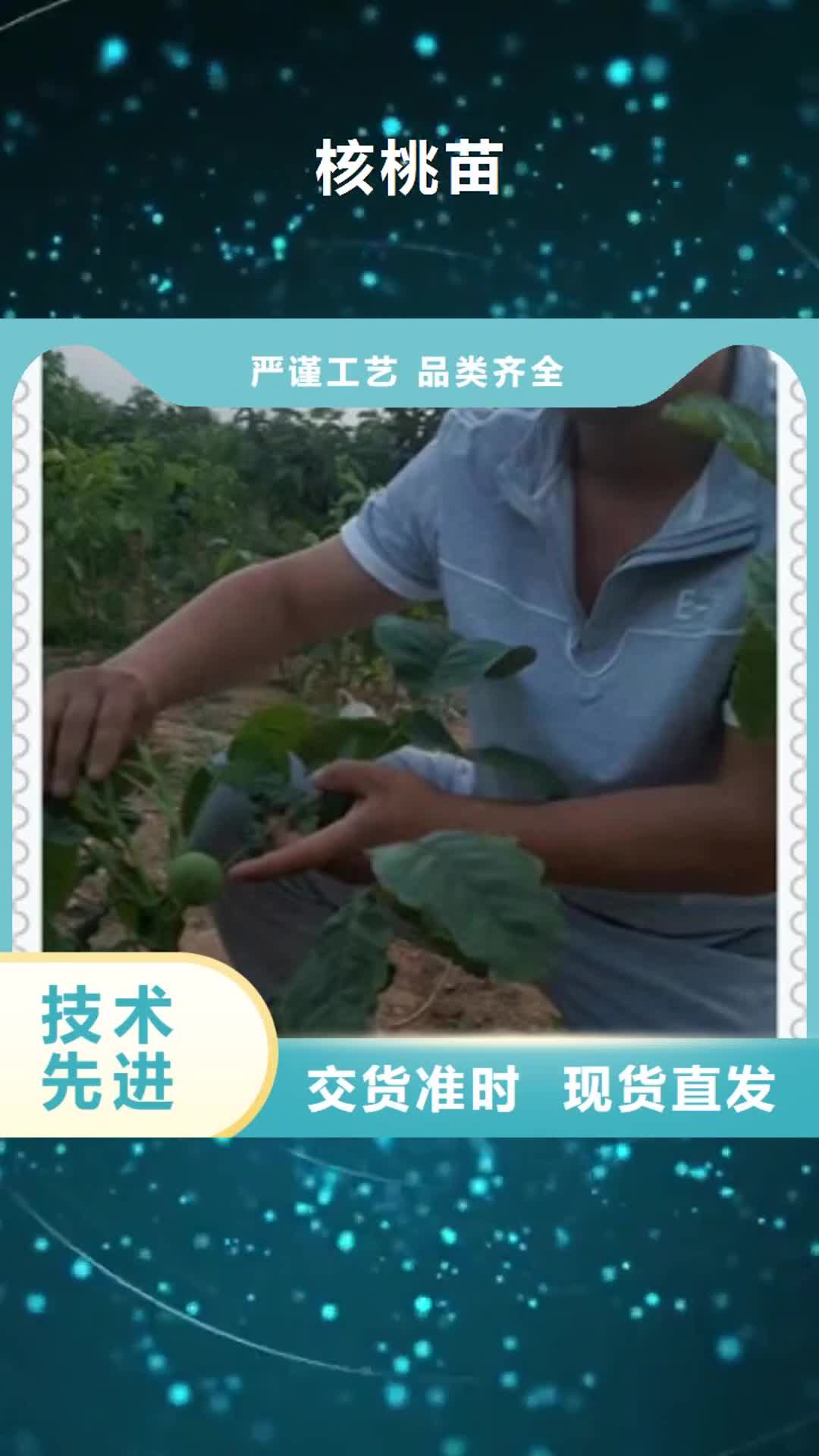 云浮 核桃苗【山楂苗】应用范围广泛