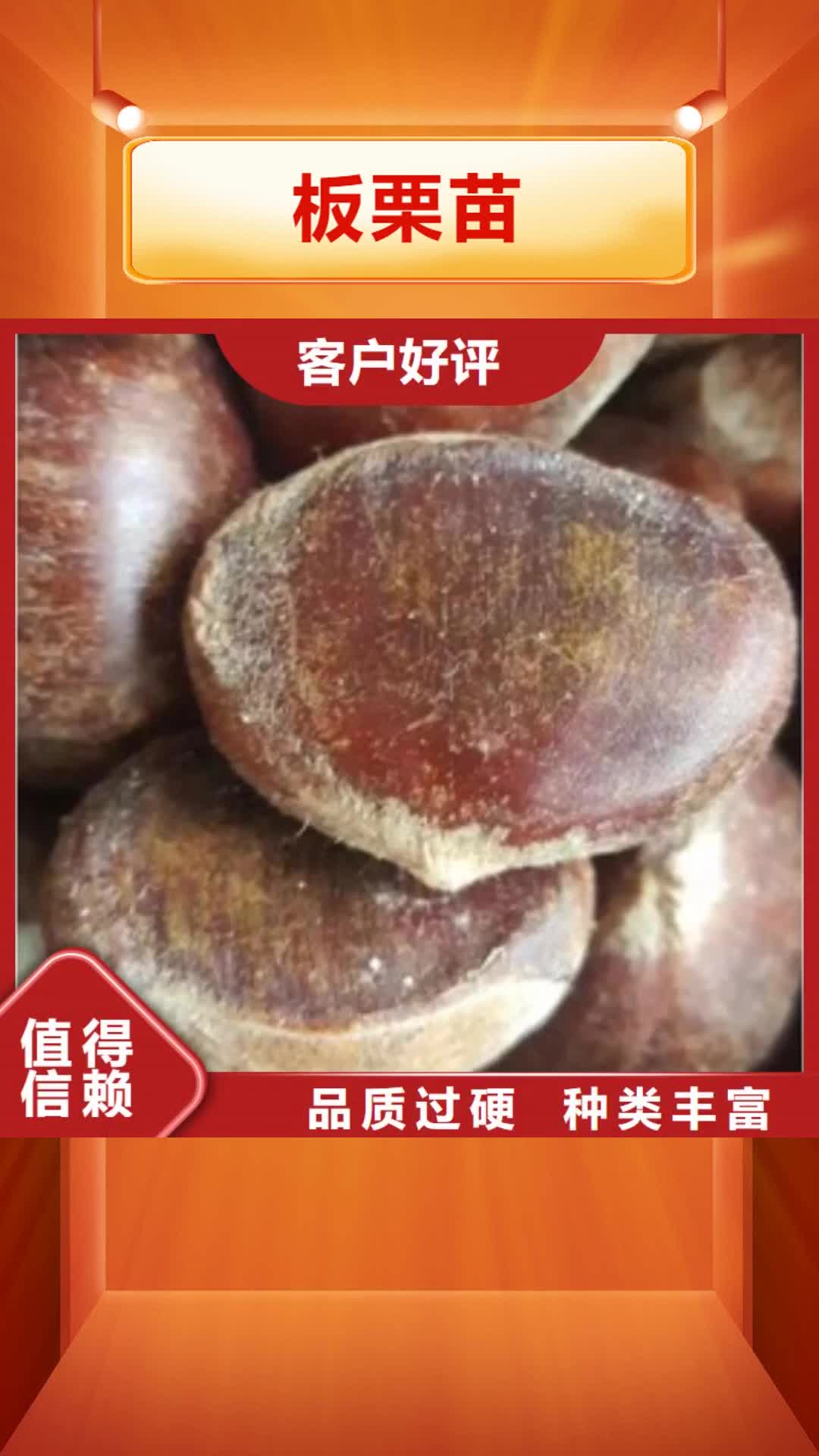 克拉玛依 板栗苗 【梨树苗】质量优价格低