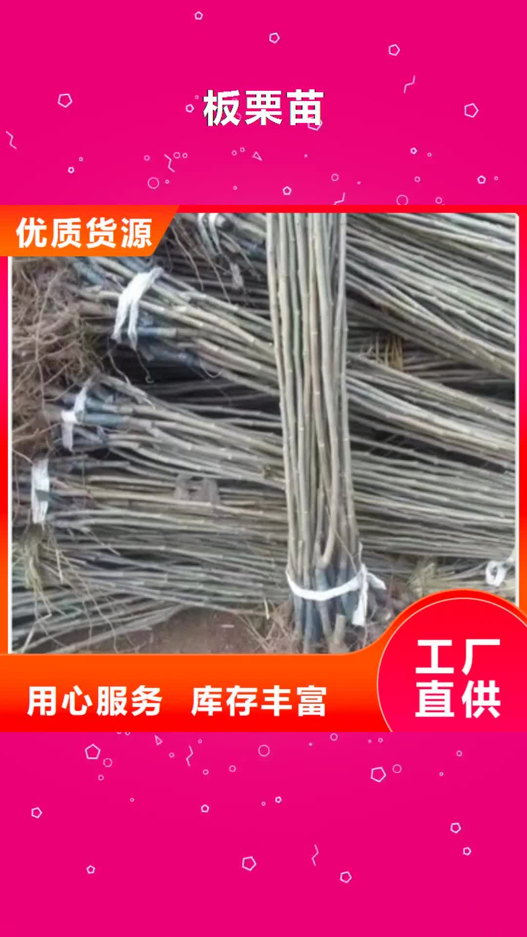 兰州 板栗苗【苹果苗】生产经验丰富
