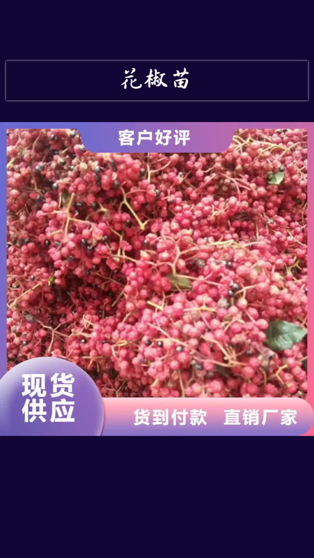 九江【花椒苗】李子苗现货充足