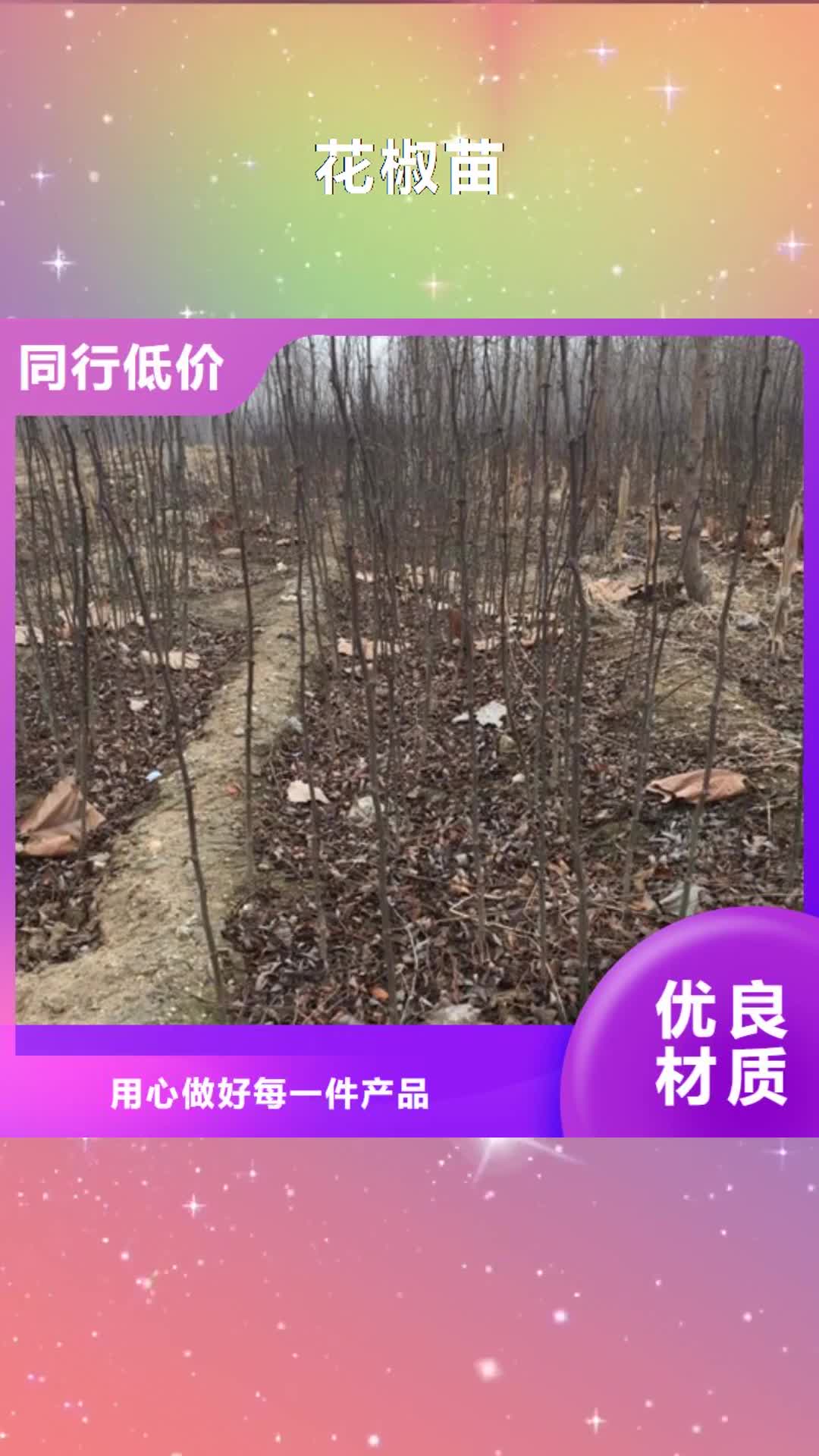【常德 花椒苗每一处都是匠心制作】