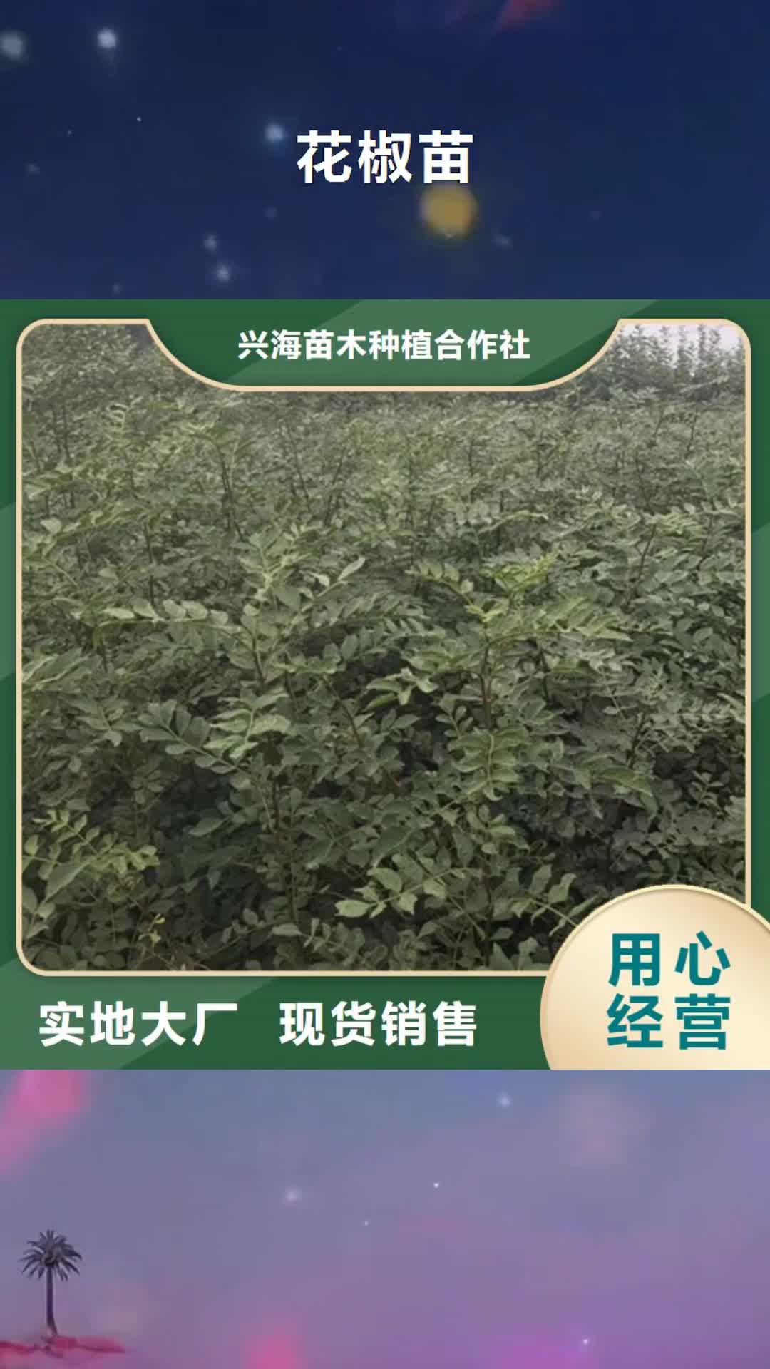 玉林 花椒苗【山楂苗】我们更专业
