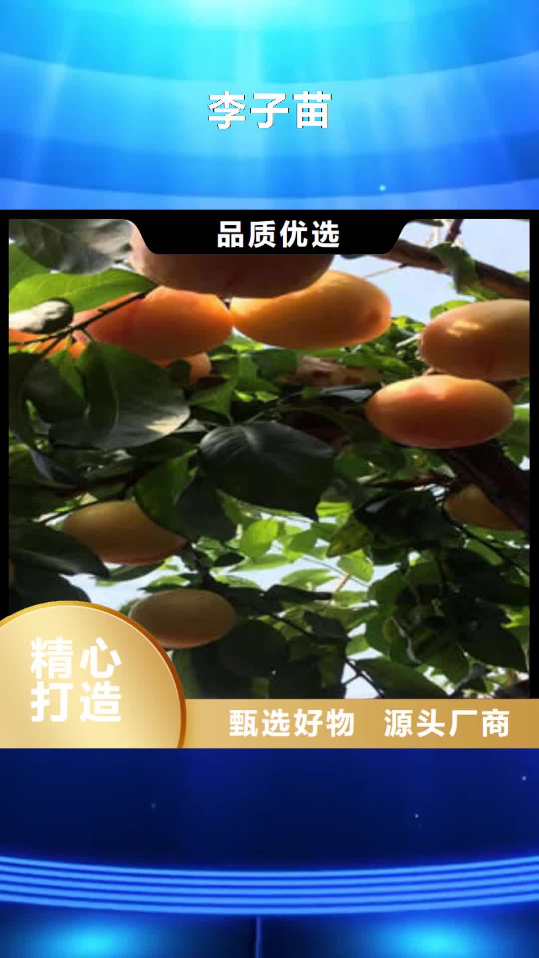 毕节 李子苗,【梨树苗】送货上门