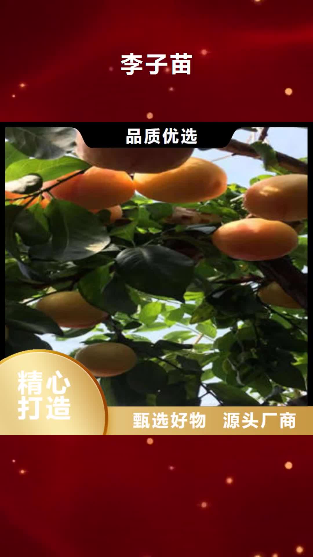 【铁岭 李子苗 梨树苗源头直供】
