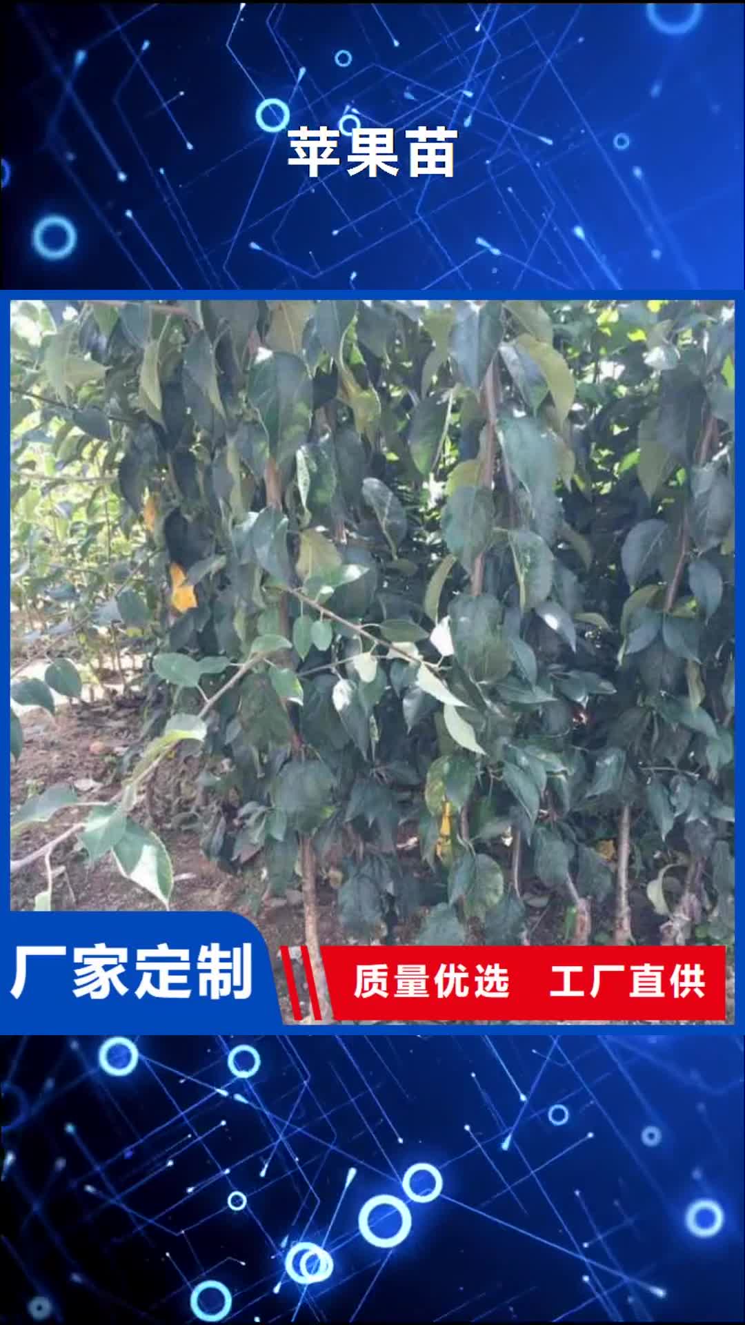 【山东 苹果苗花椒苗认准大品牌厂家】