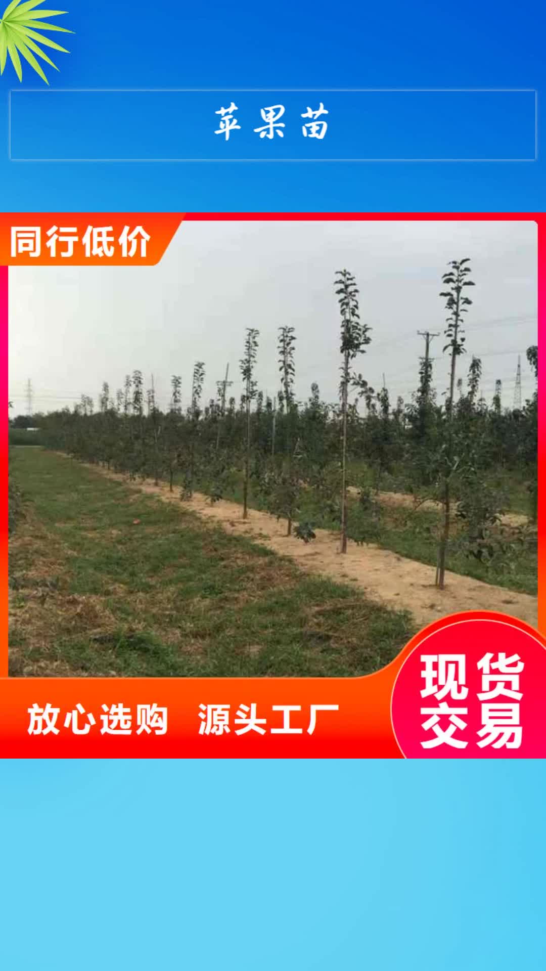 南充【苹果苗】-板栗苗实体诚信厂家