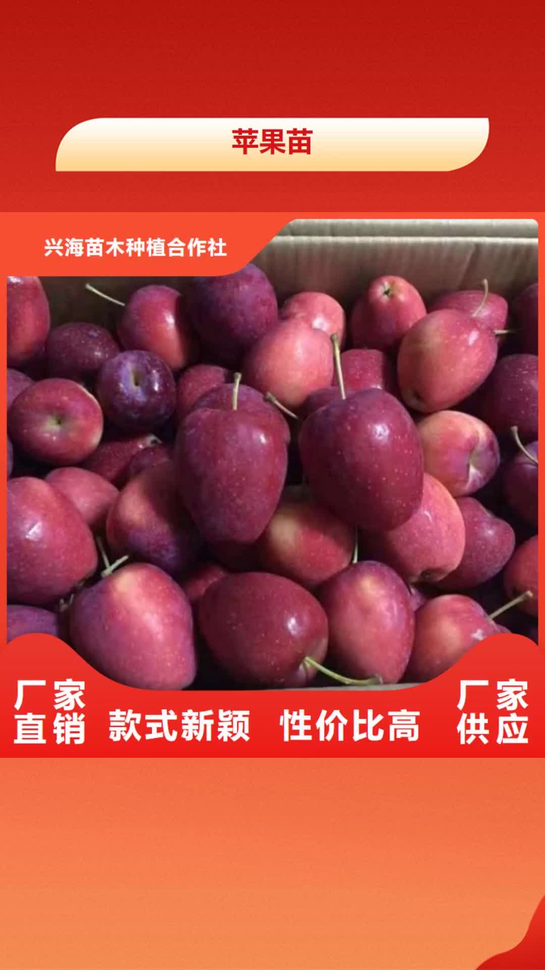 【自贡 苹果苗花椒苗精挑细选好货】