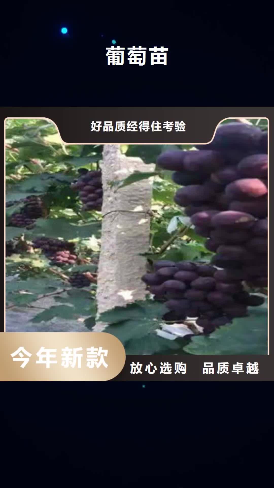 【荆州 葡萄苗,桃树苗诚信商家】