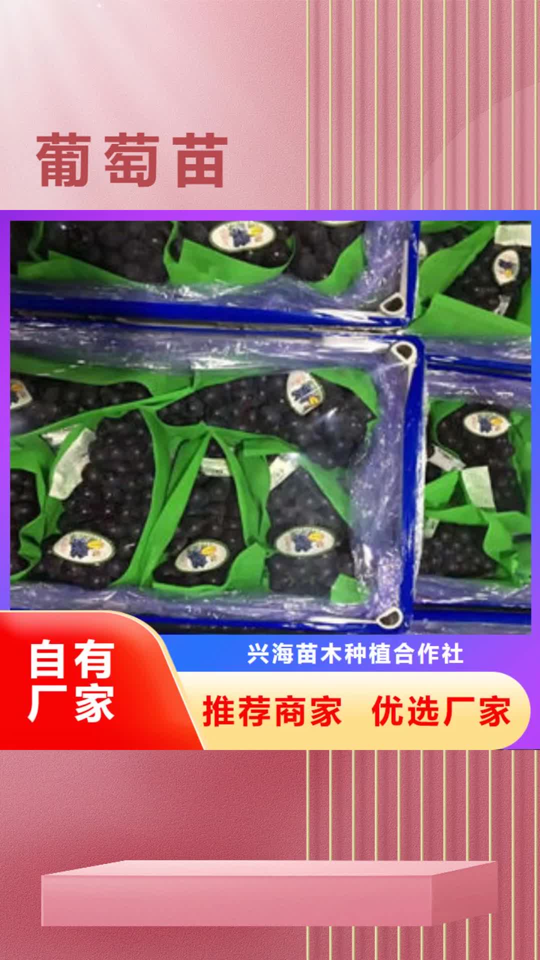 海南【葡萄苗】 核桃苗使用寿命长久
