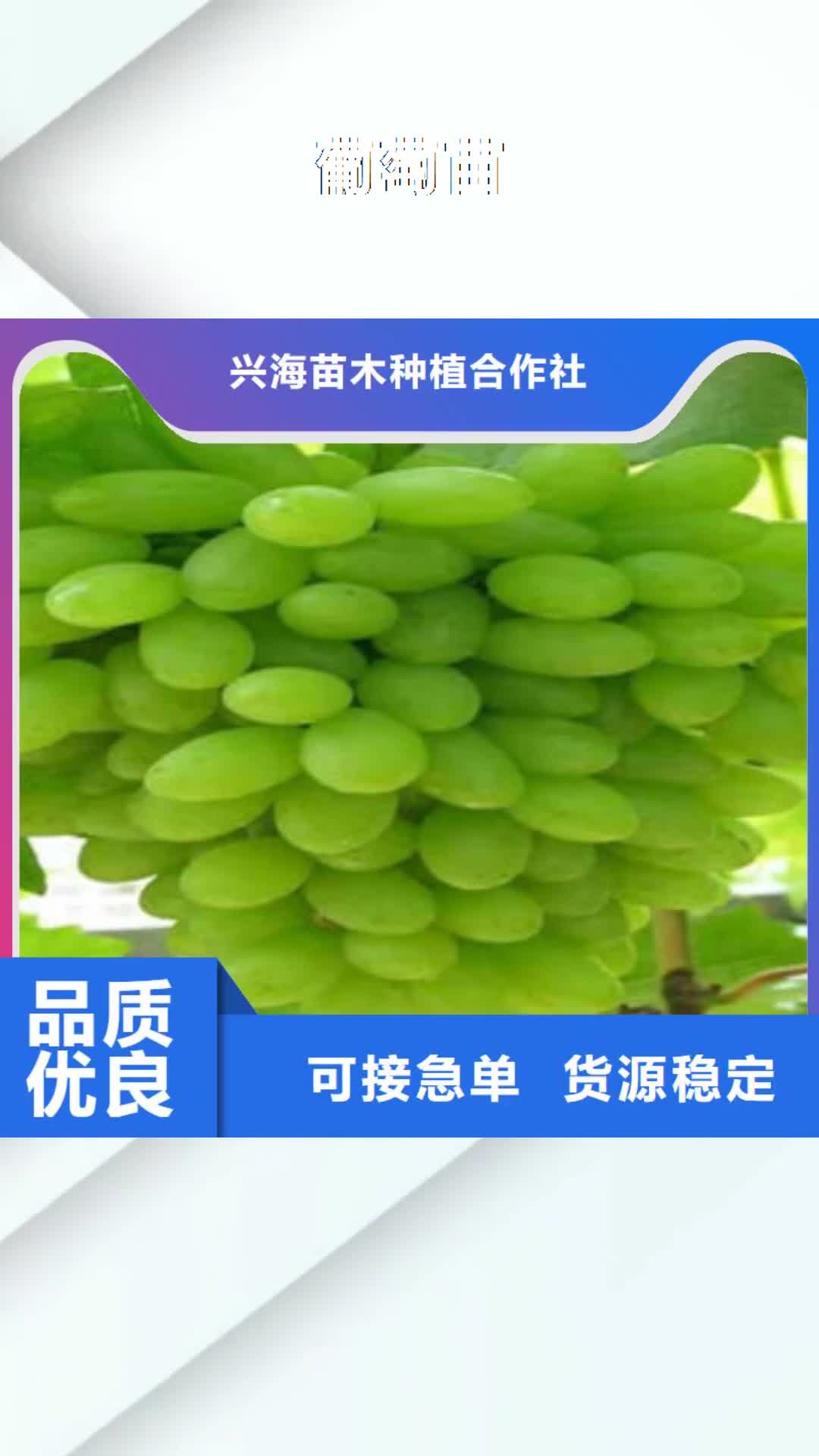 阿坝 葡萄苗_【板栗苗】严格把控质量
