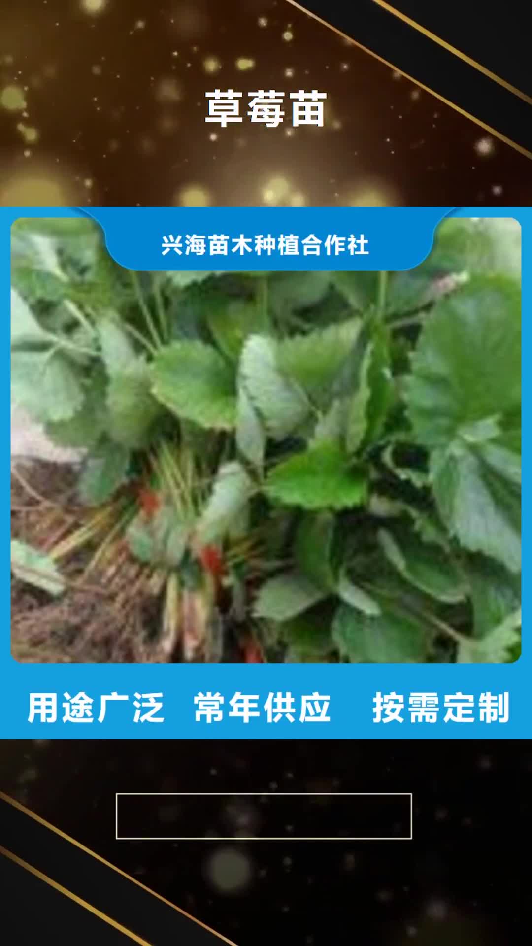 昭通 草莓苗【蓝莓苗】长期供应