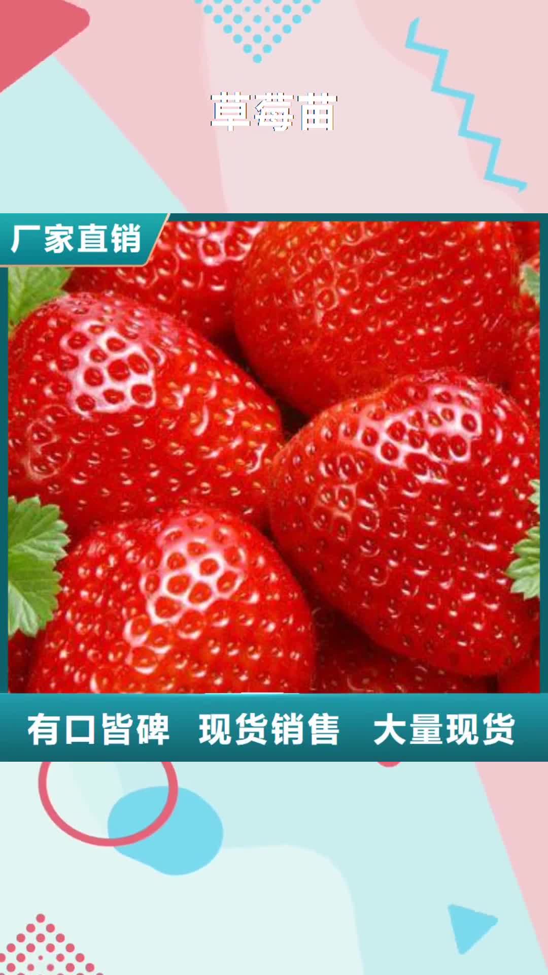 扬州【草莓苗】-李子苗质量不佳尽管来找我