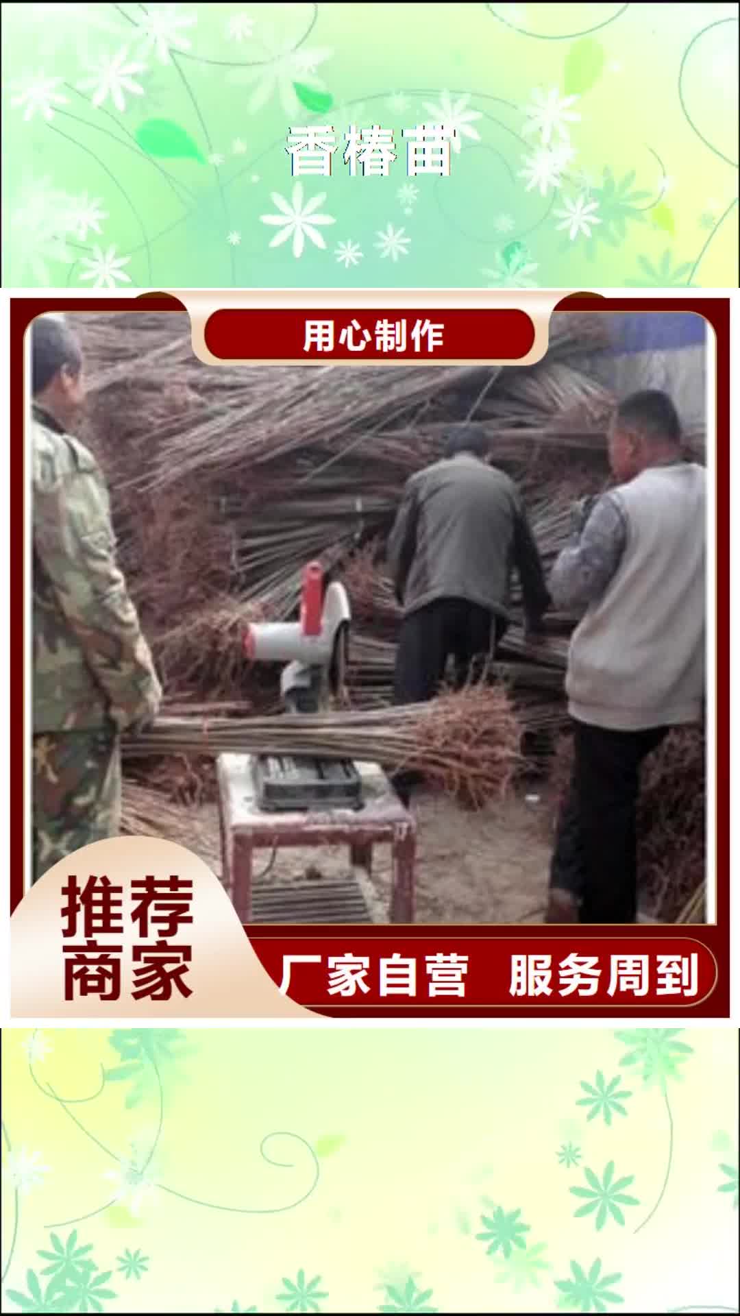 青海 香椿苗 【梨树苗】实拍品质保障