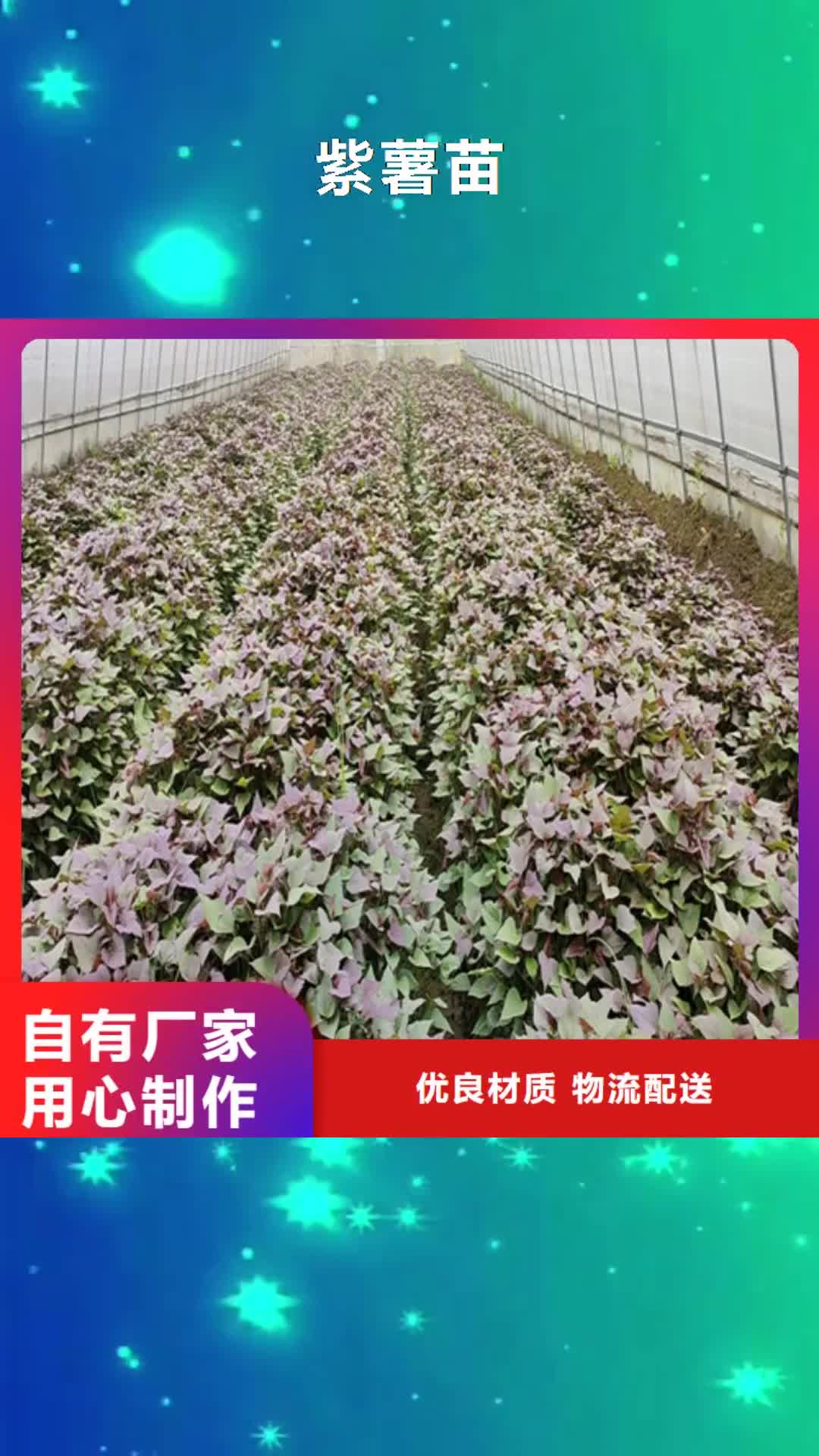 宁波【紫薯苗】 南瓜粉来图加工定制