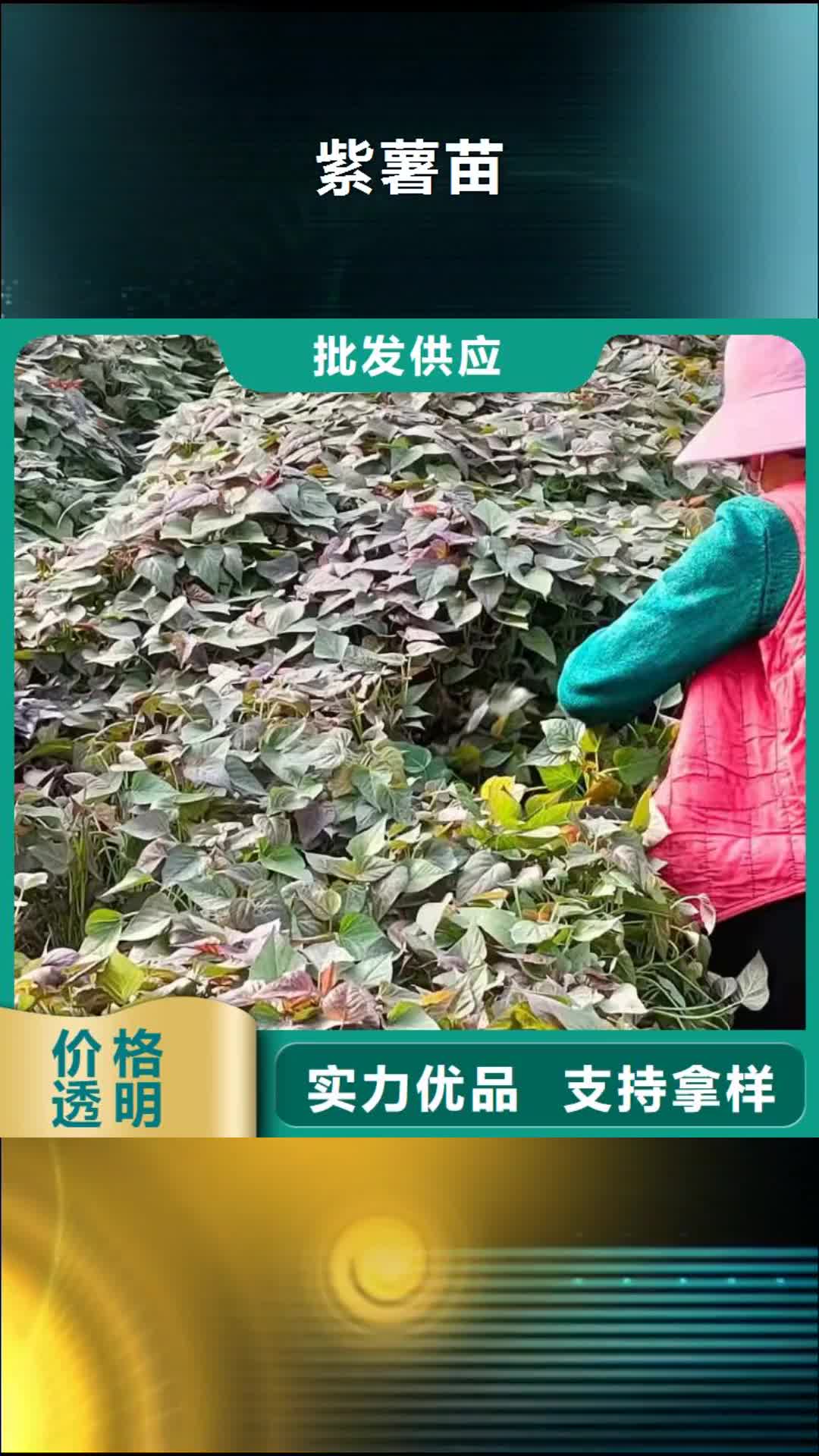 临汾【紫薯苗】 南瓜丁厂家材质实在