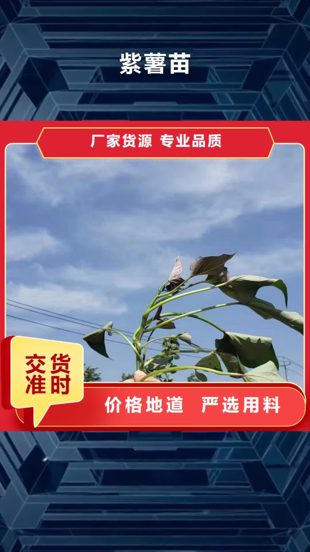 【贺州 紫薯苗紫薯雪花片货源足质量好】