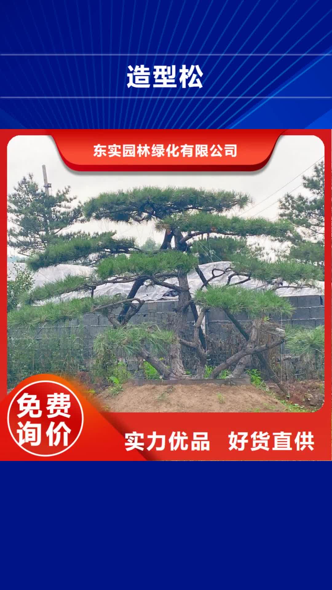 【遂宁 造型松价格实惠】