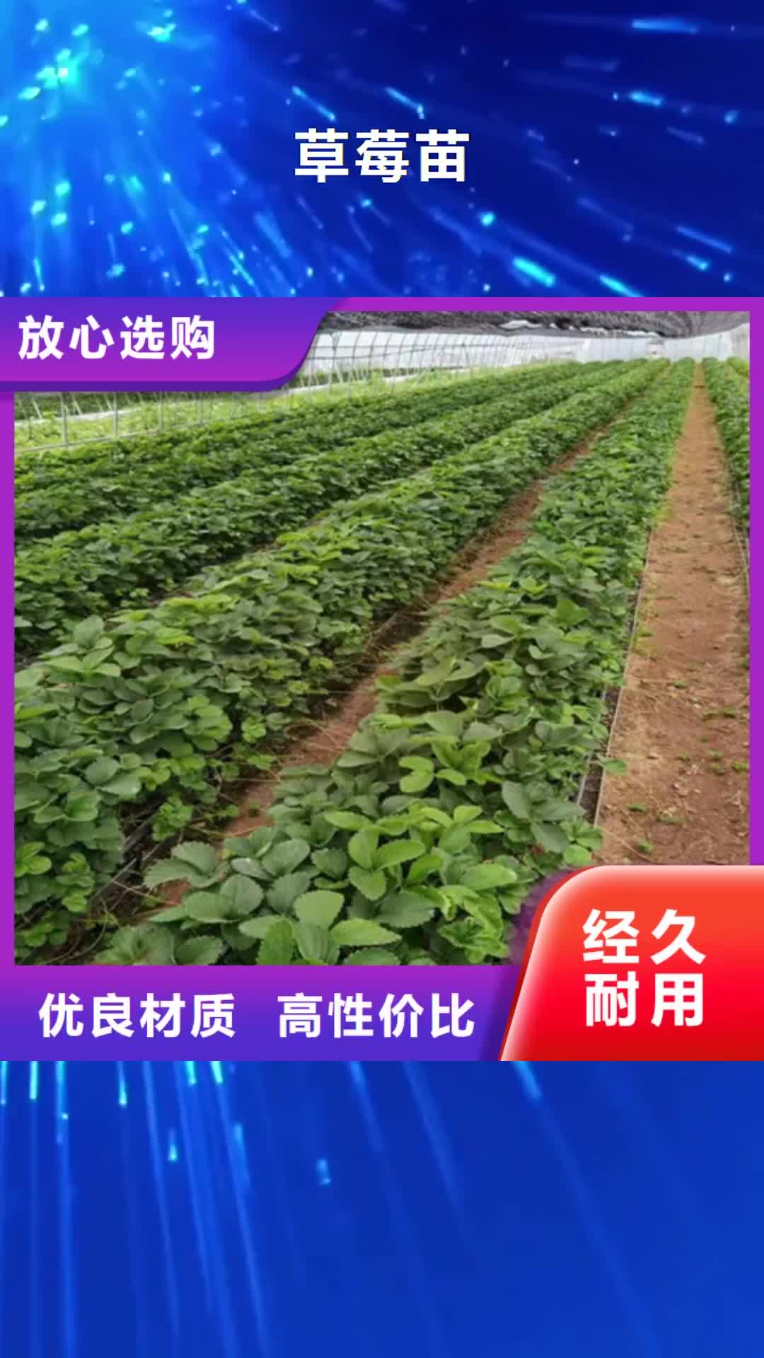 【龙岩 草莓苗-梨树苗实拍展现】