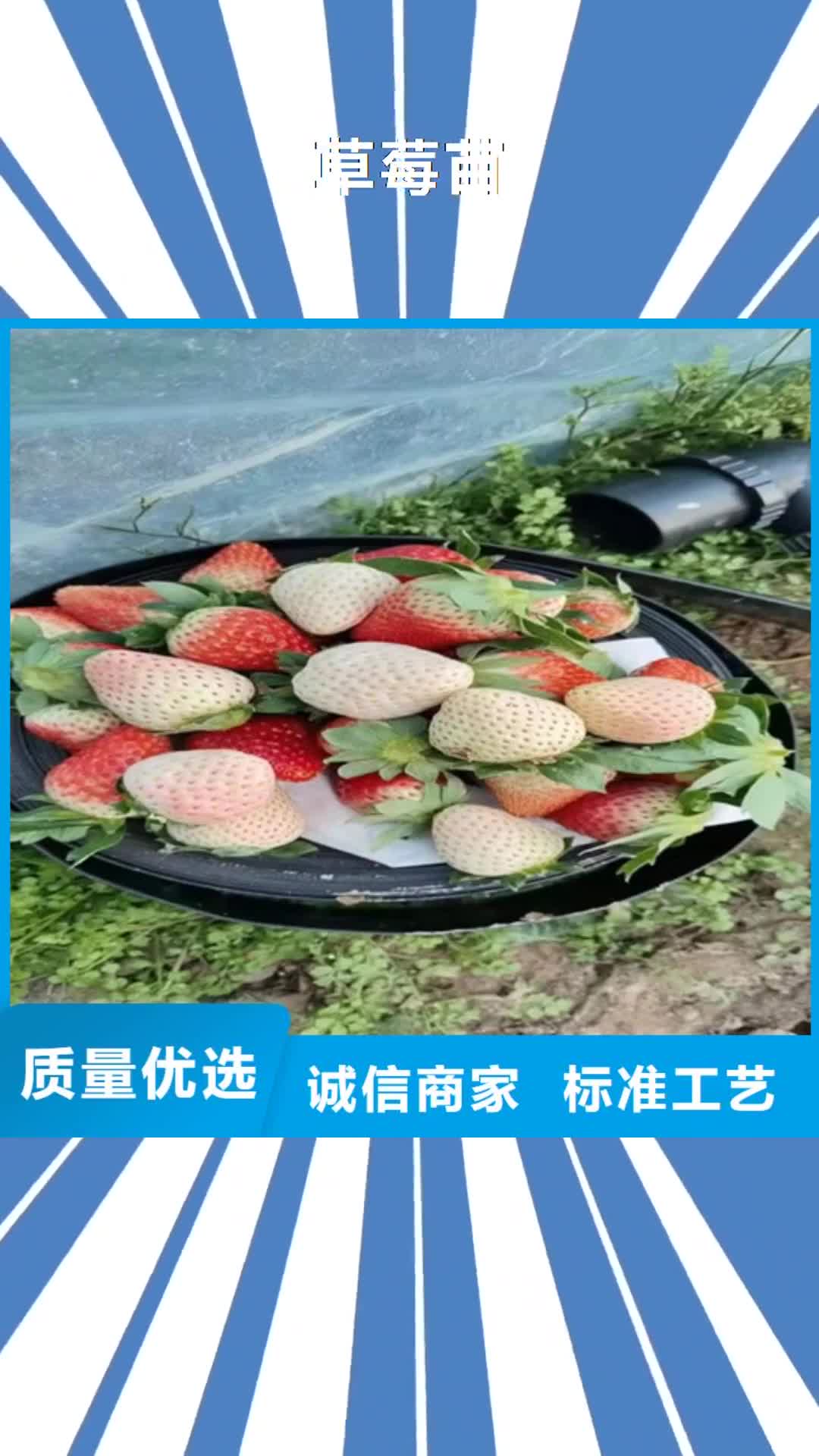 信阳【草莓苗】-梨树苗厂家直销售后完善