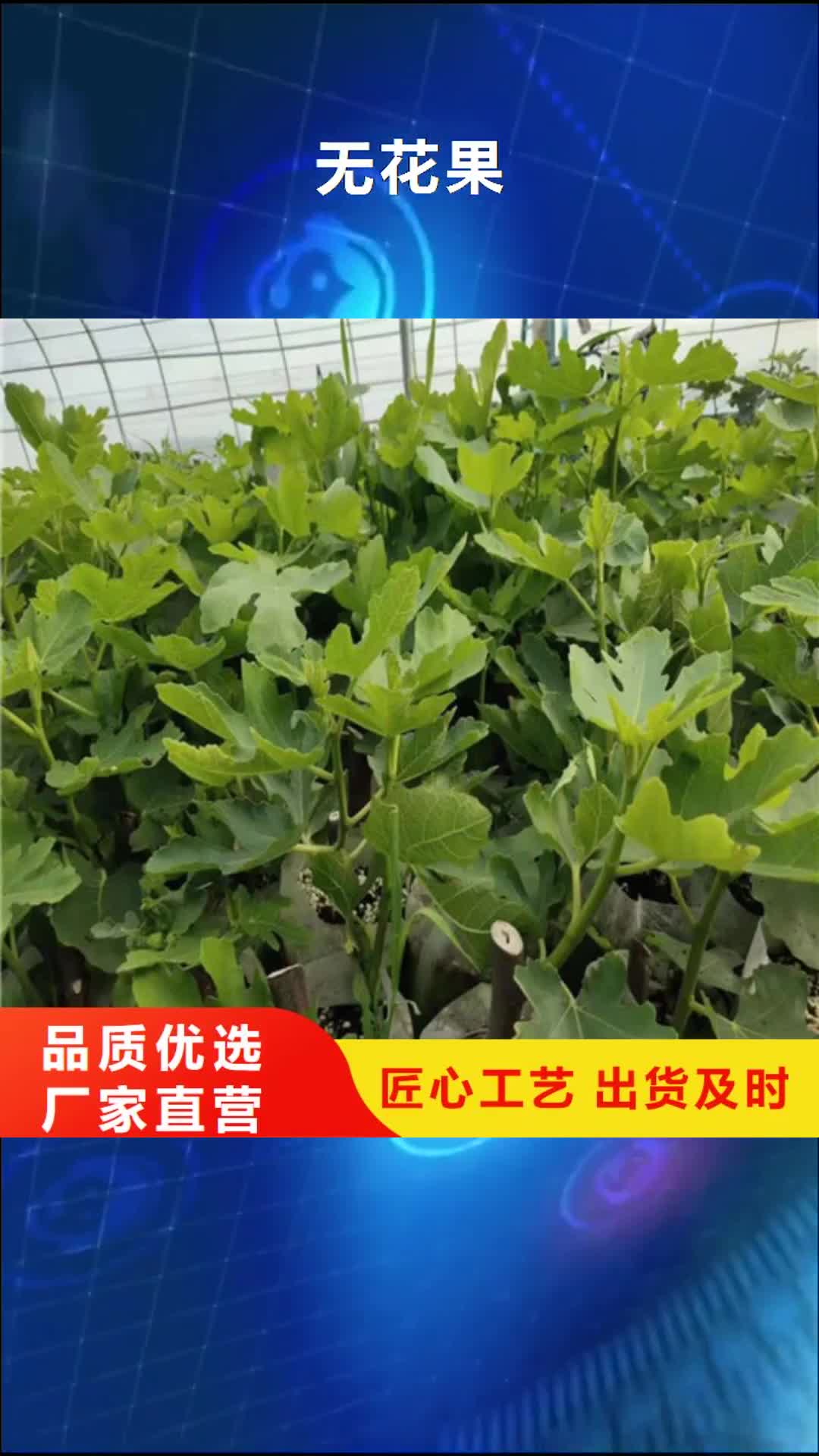 【定西 无花果,苹果苗认准大品牌厂家】