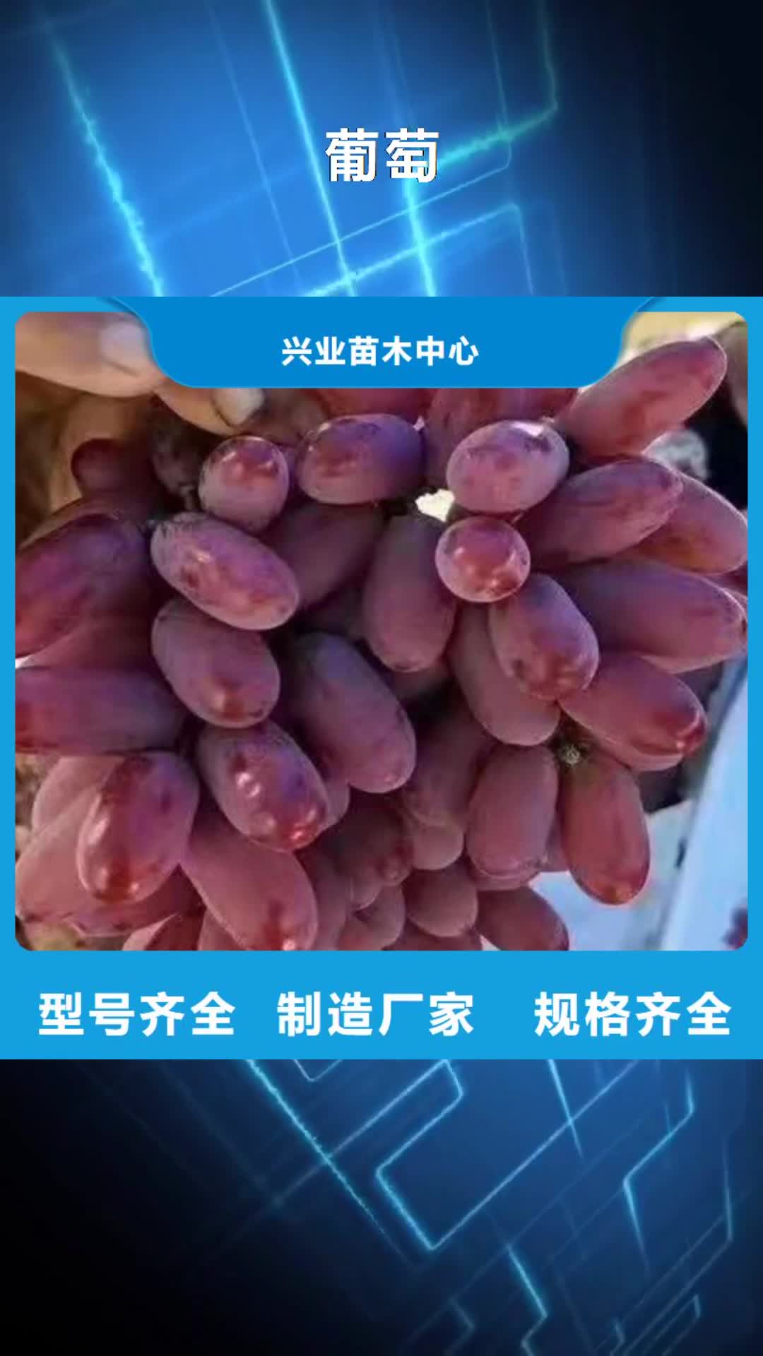 宜宾 葡萄_【蓝莓苗】无中间商厂家直销