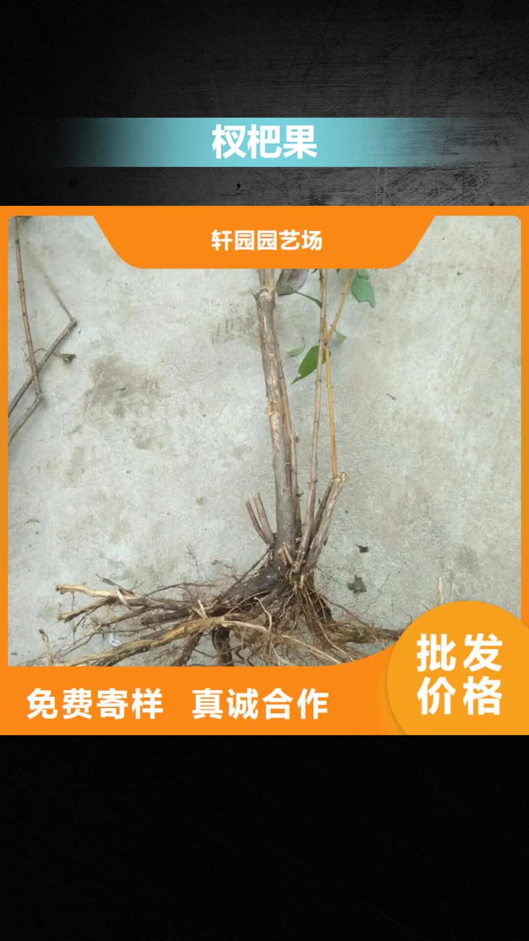 【长春 杈杷果 蓝莓苗准时交付】