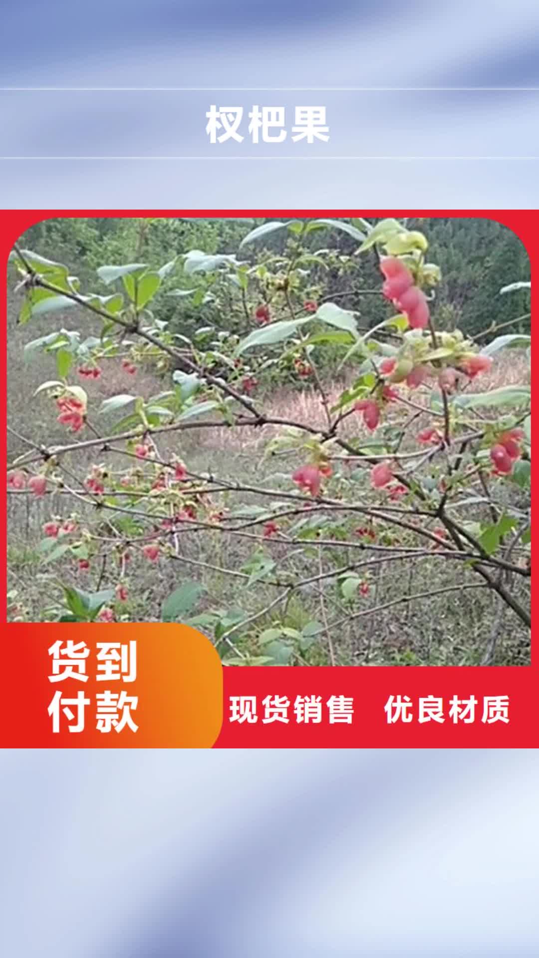 【四川 杈杷果苹果苗质量优价格低】