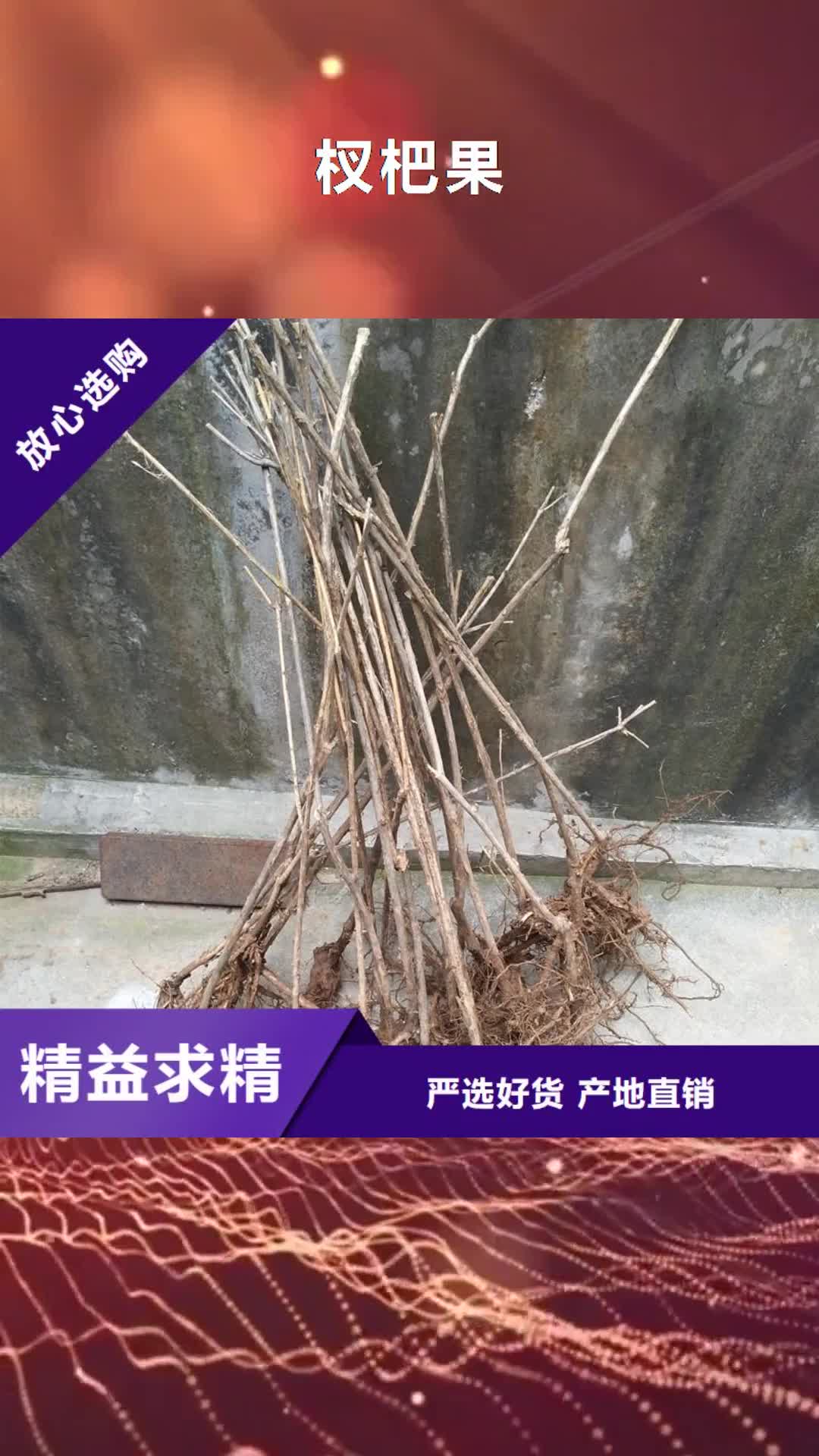 唐山 杈杷果【蓝莓苗】厂家现货供应