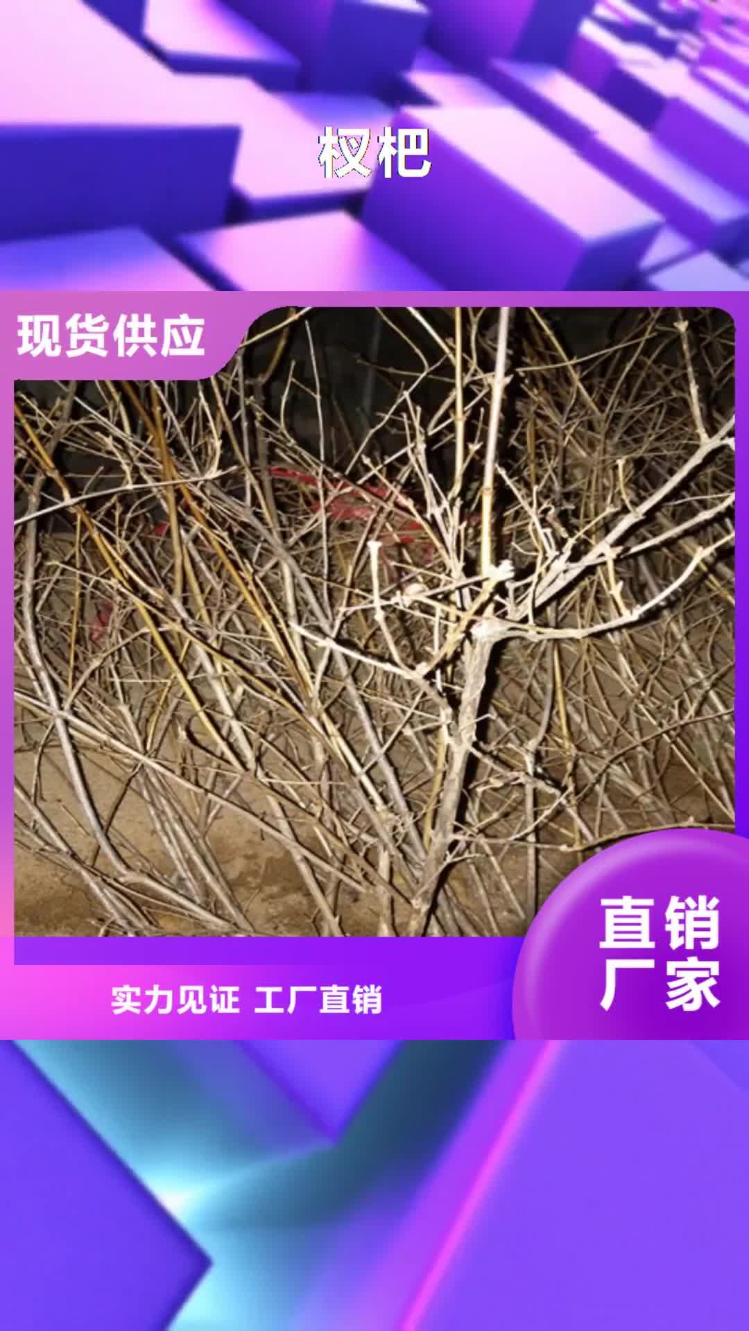 六盘水【杈杷】,猕猴桃苗量少也做