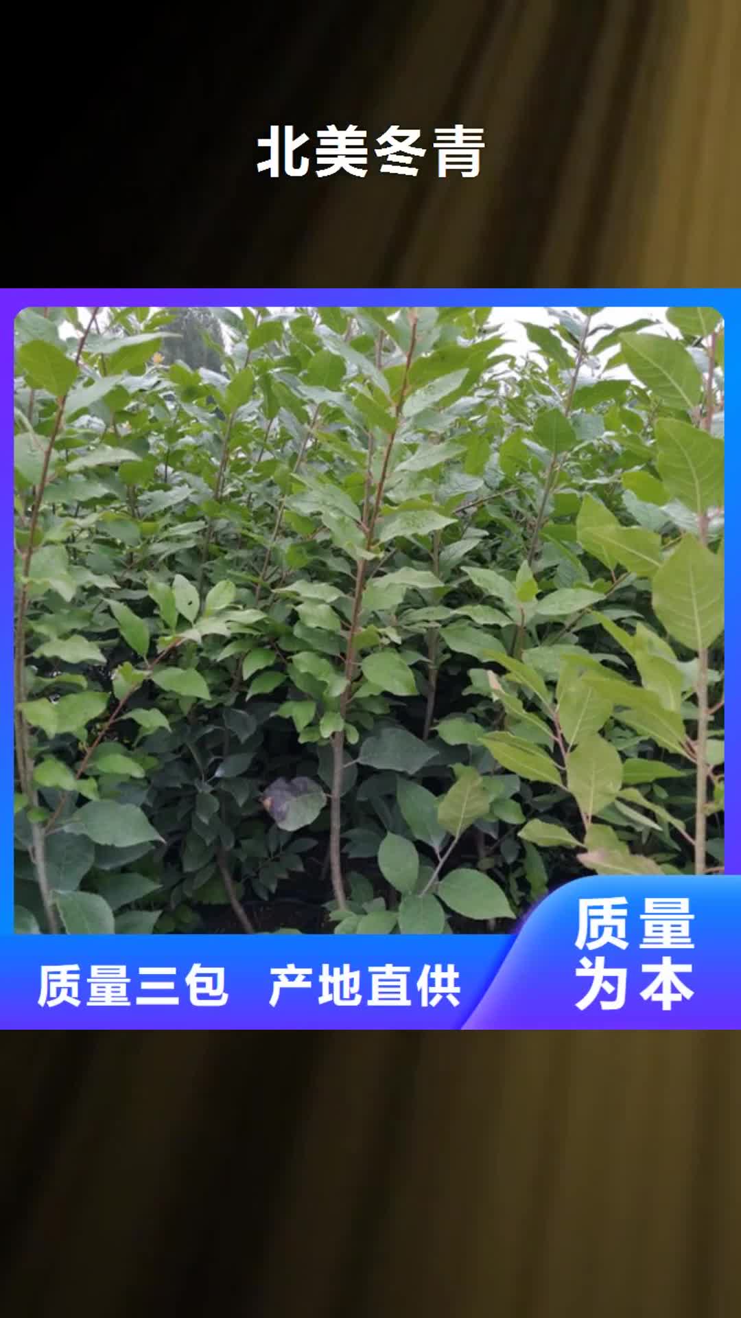 【贵州 北美冬青樱桃苗专业按需定制】