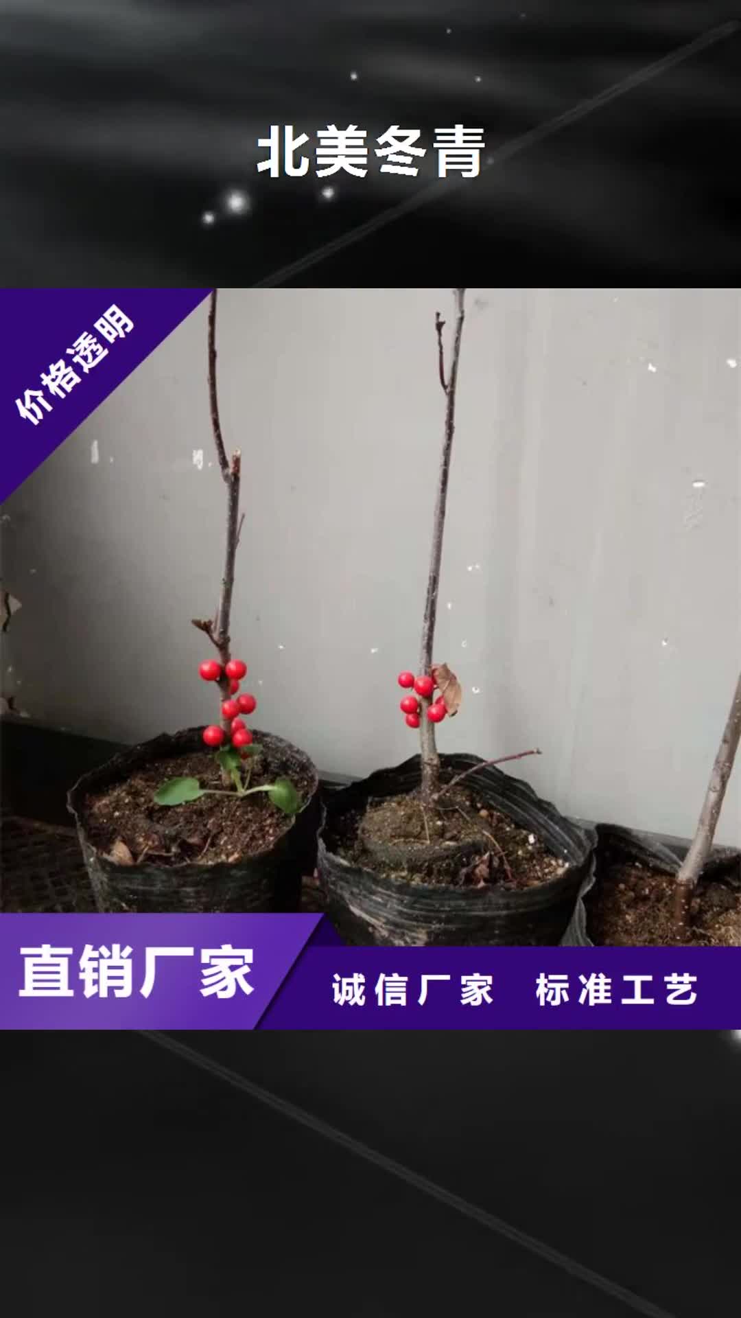 【平顶山 北美冬青_蓝莓苗安心购】