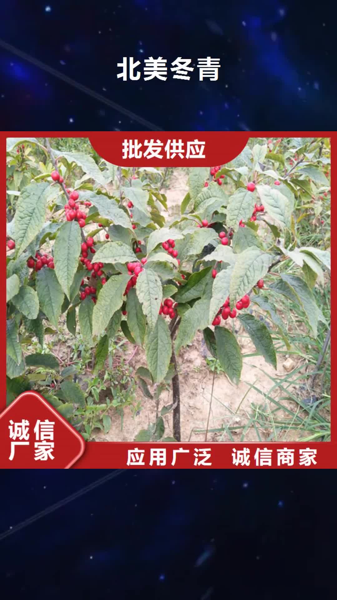 大理 北美冬青,【西瓜苗】当日价格