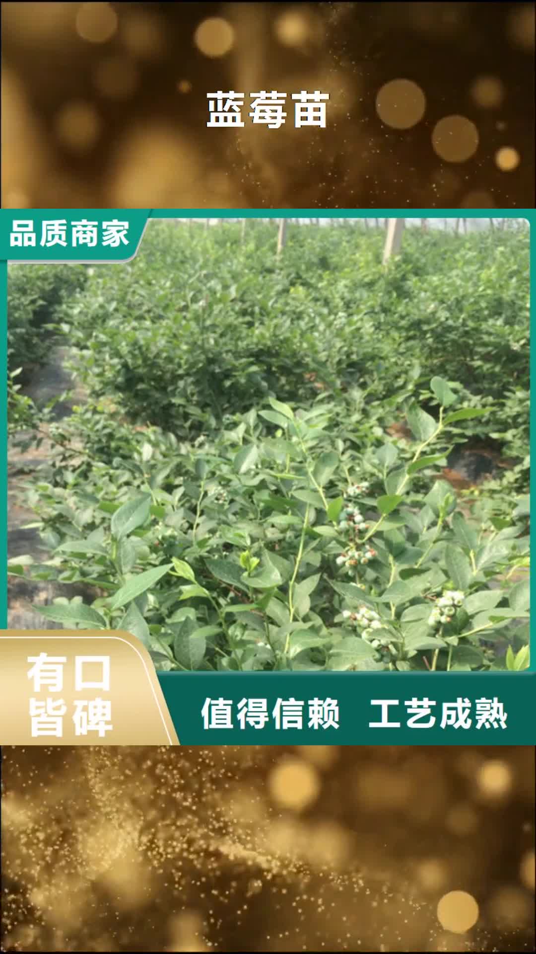 【雅安 蓝莓苗桃树苗专注细节更放心】