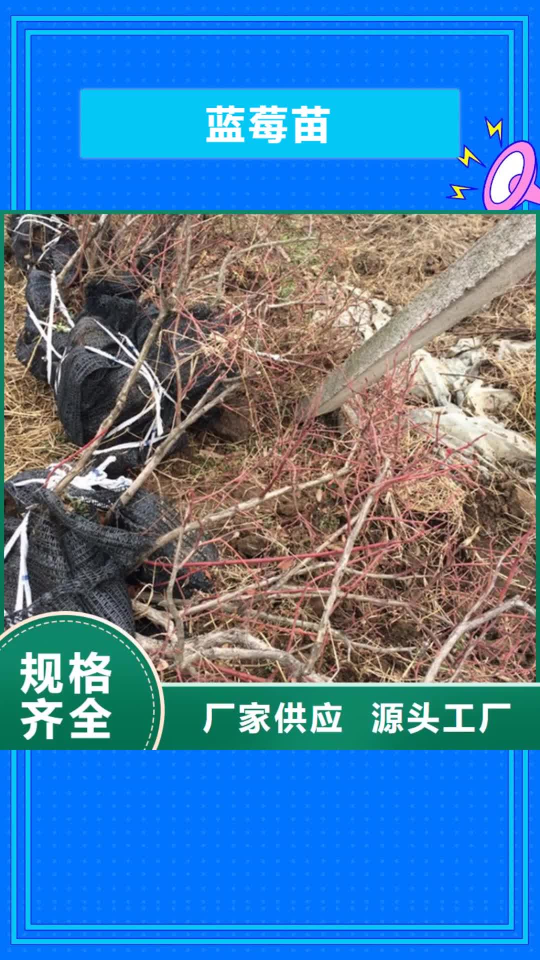广州【蓝莓苗】-桃树苗定制销售售后为一体