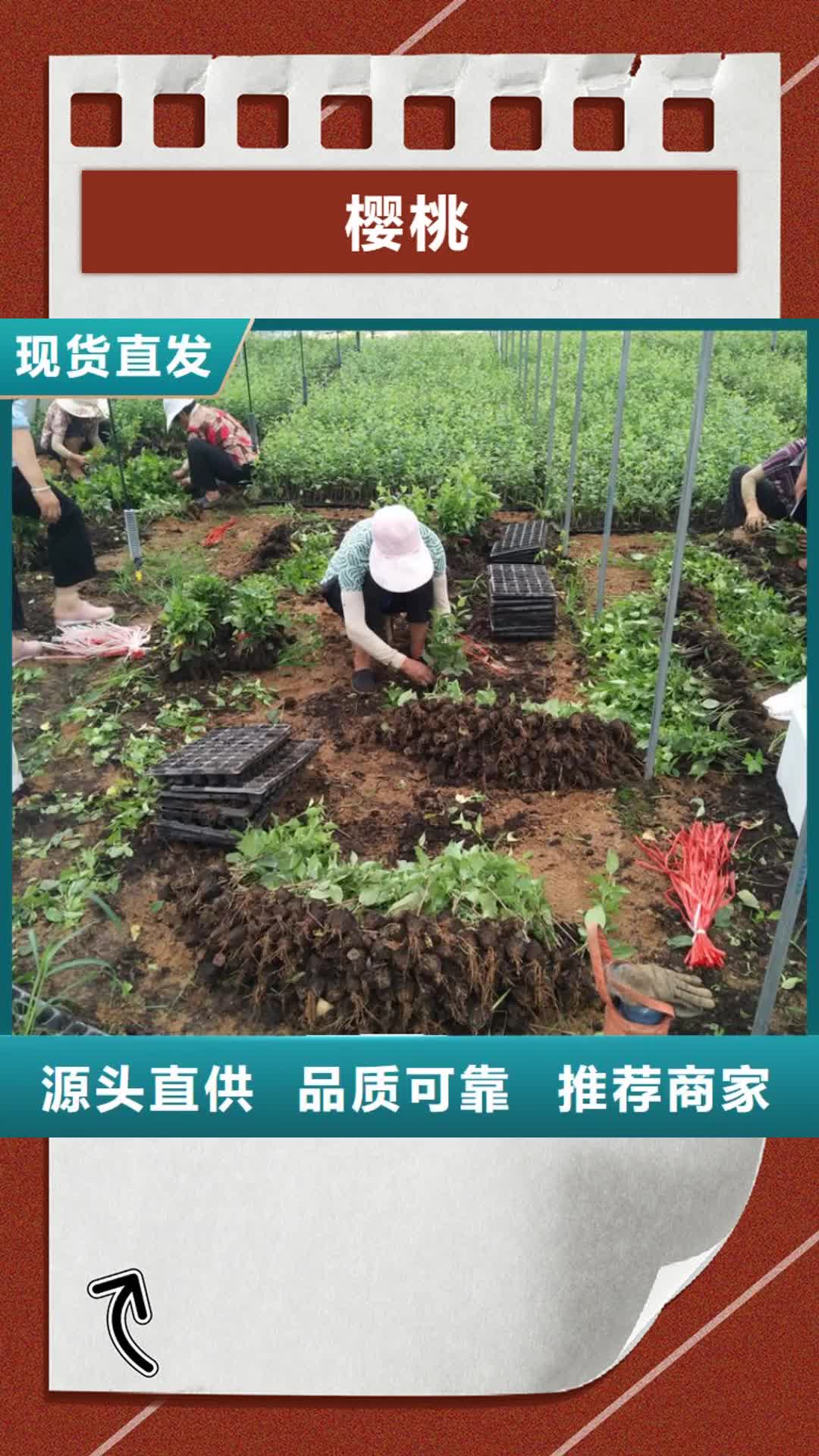 滨州【樱桃】-桃树苗从厂家买售后有保障