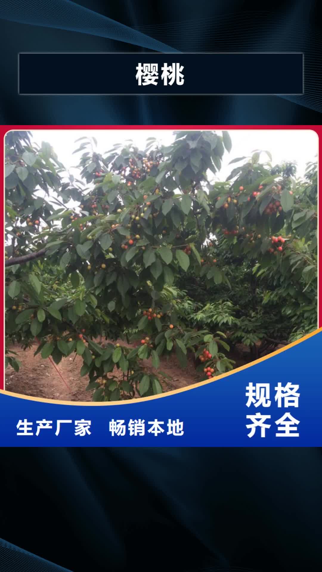 阳江 樱桃-【苹果苗】质检严格放心品质