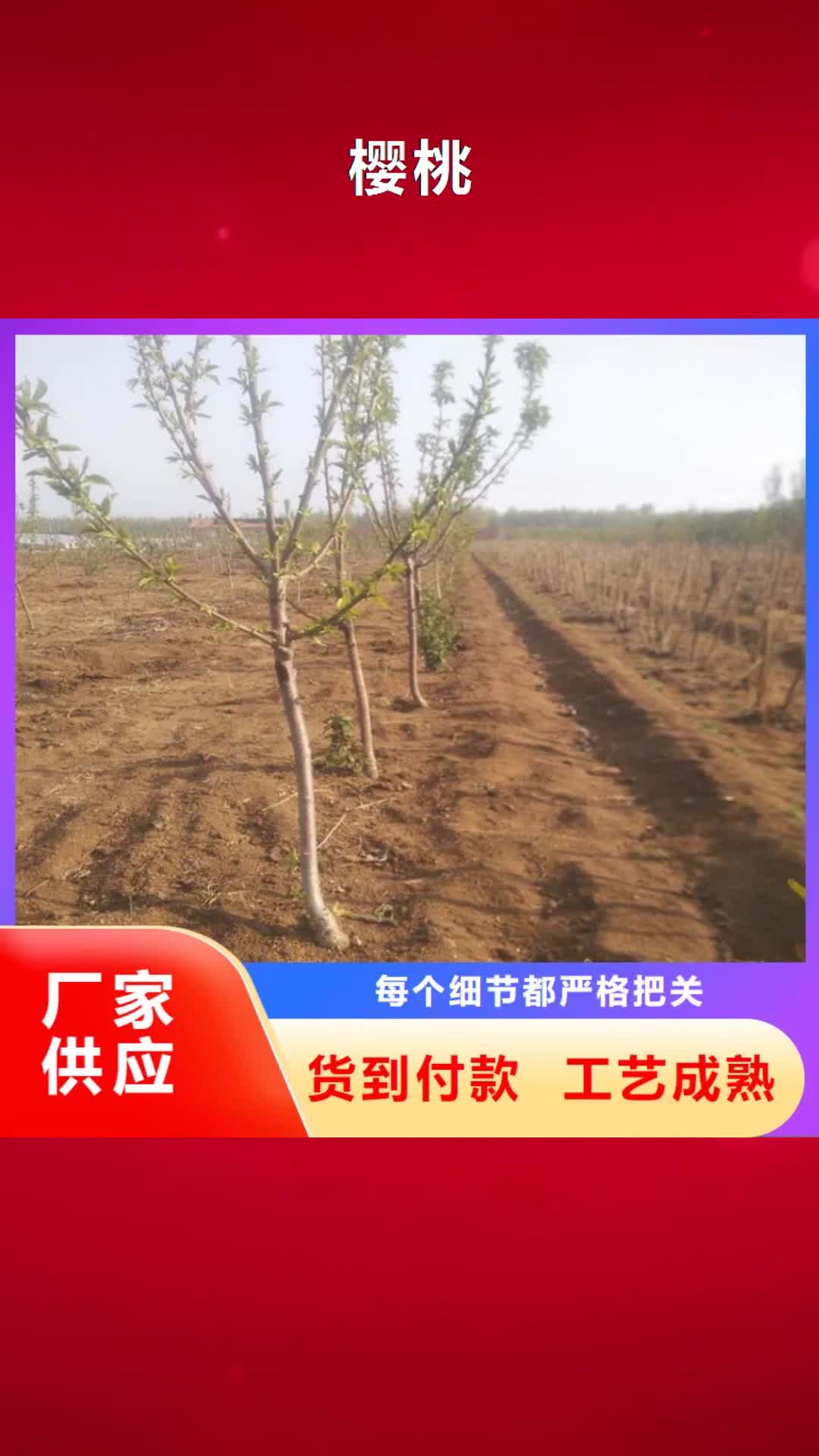 舟山 樱桃_【蓝莓苗】加工定制