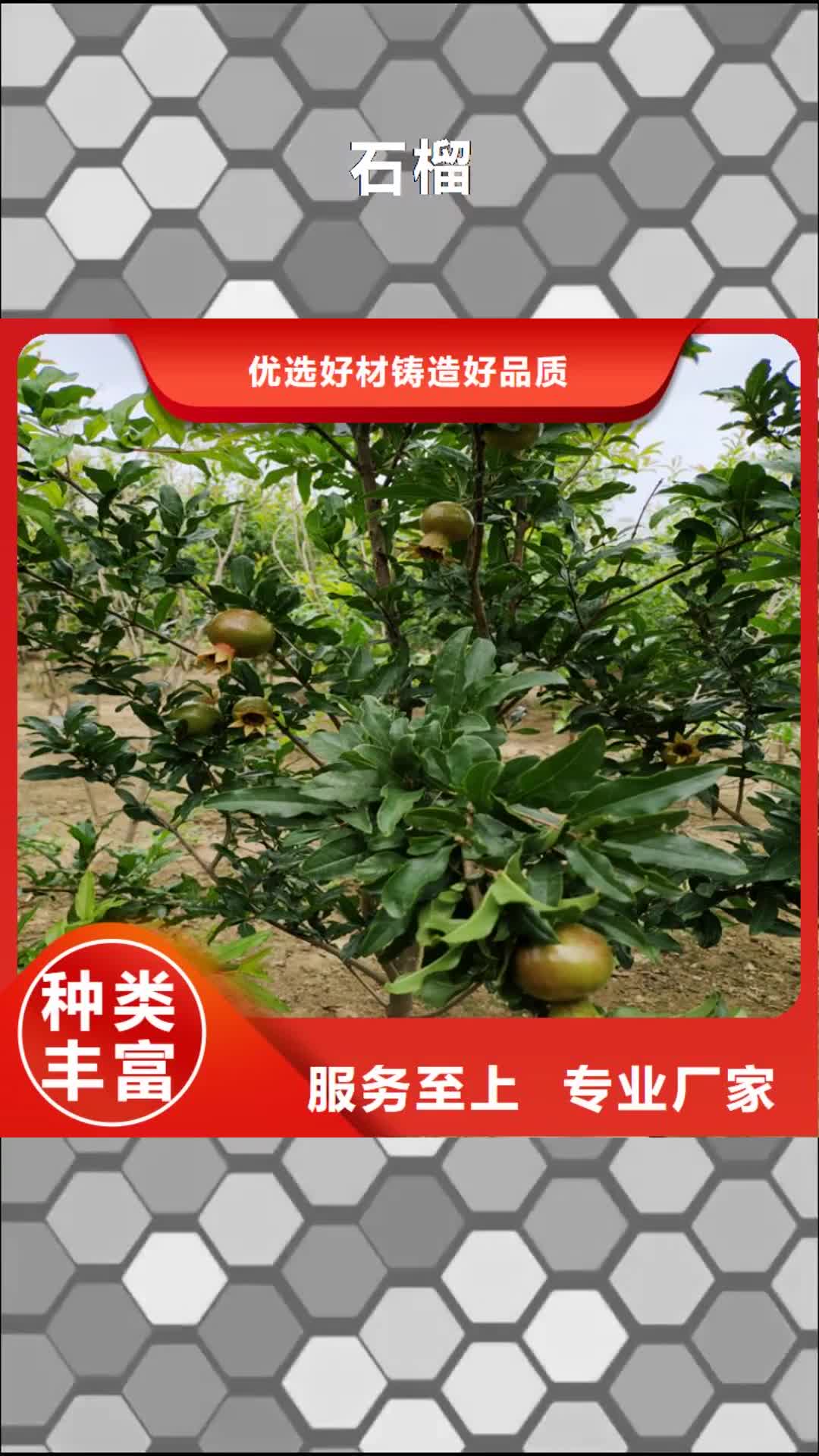 绍兴 石榴_【北美冬青】专注生产制造多年
