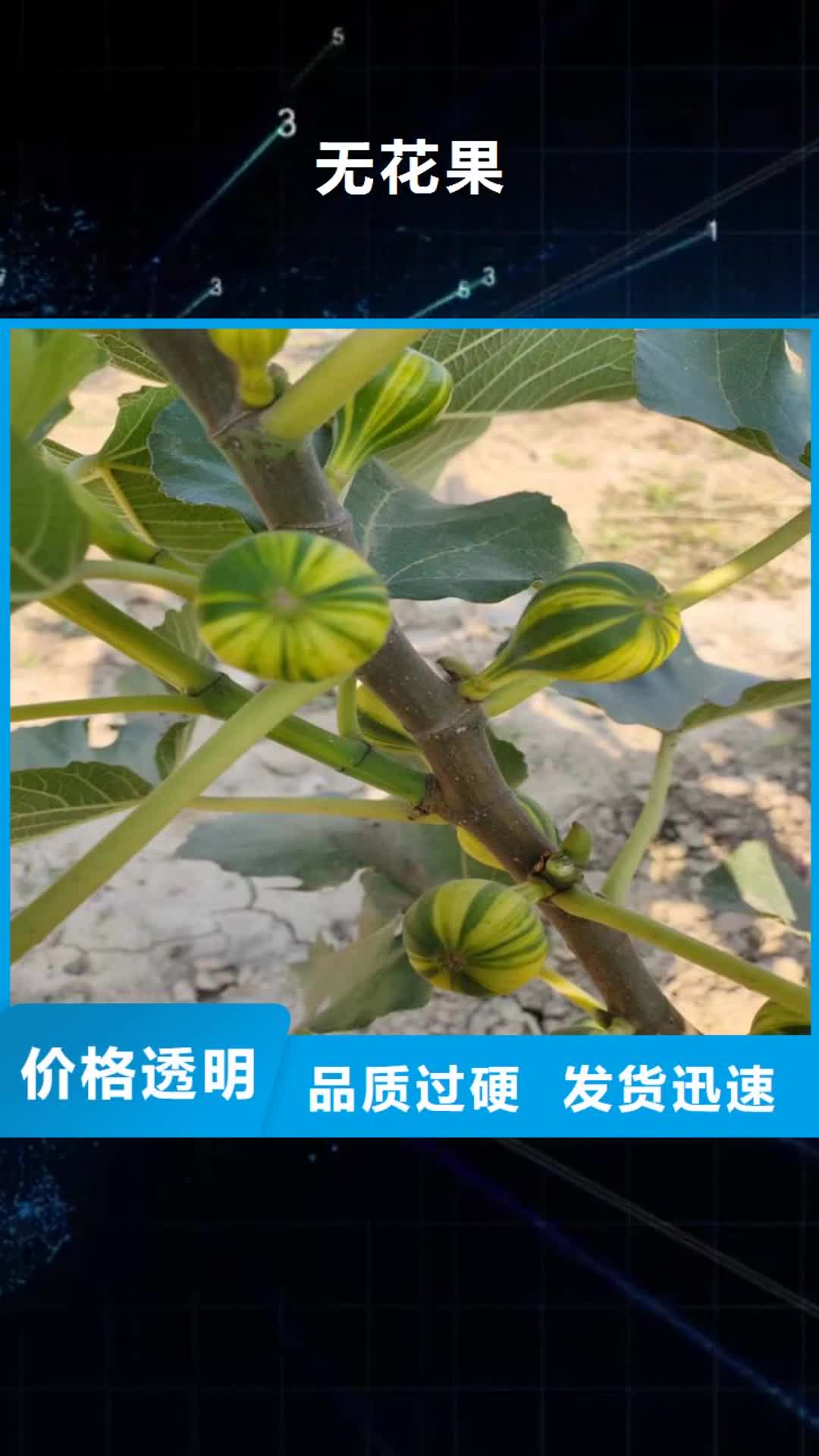 自贡【无花果】,梨树苗销售的是诚信