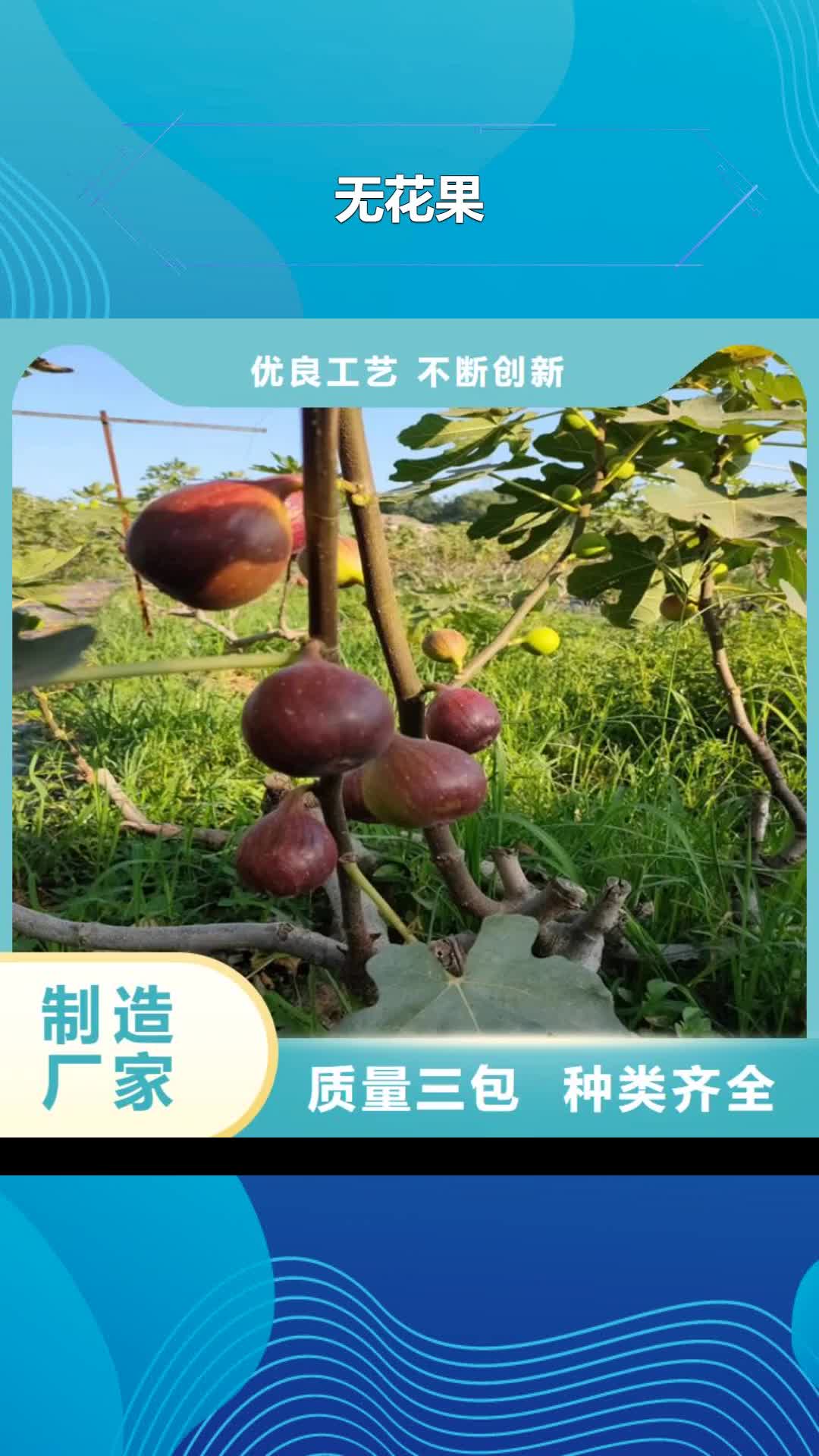 【襄阳 无花果_樱桃苗质检严格】