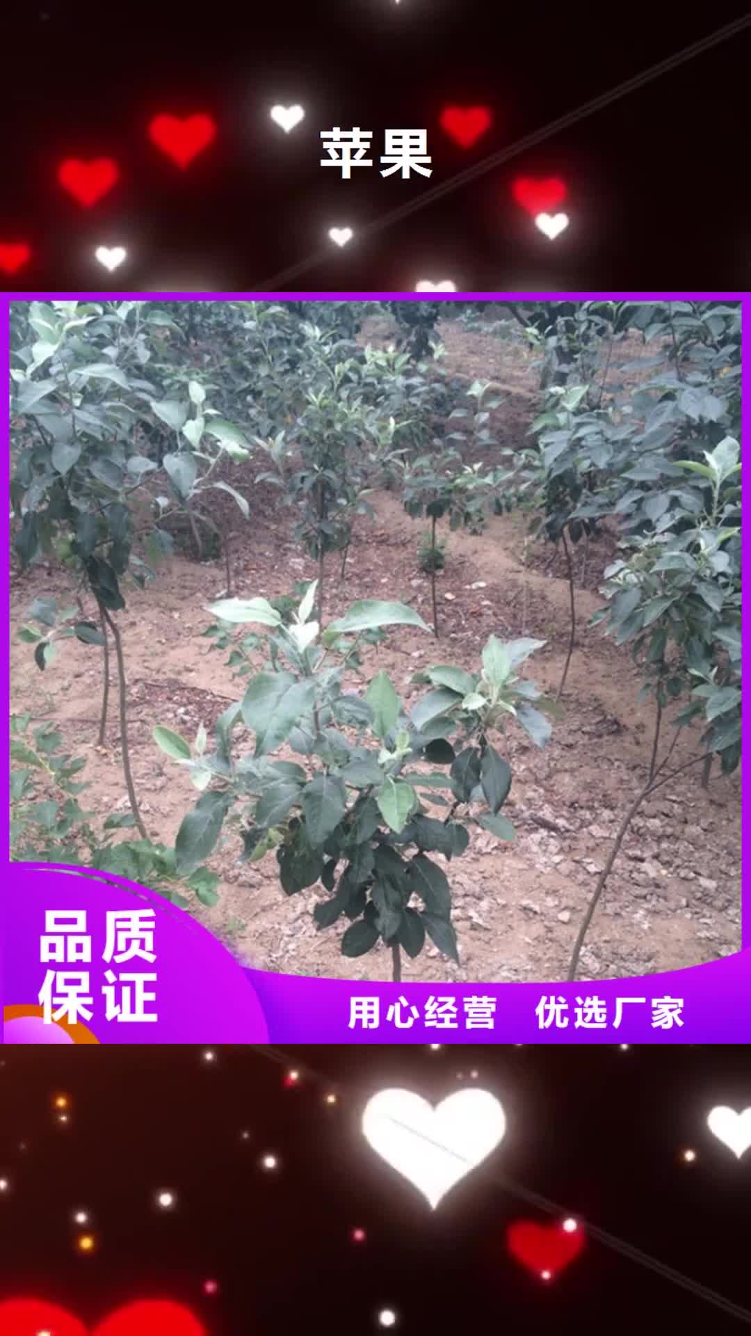 淮北 苹果 【3公分软籽石榴苗】好品质用的放心