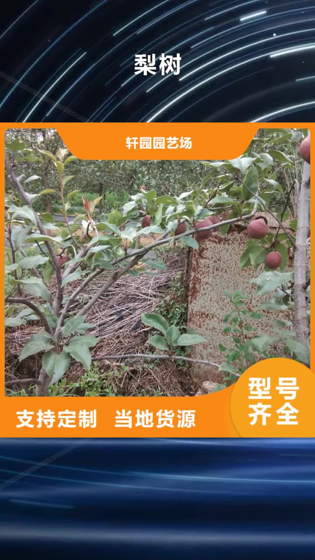 六安 梨树-【苹果苗】买的是放心