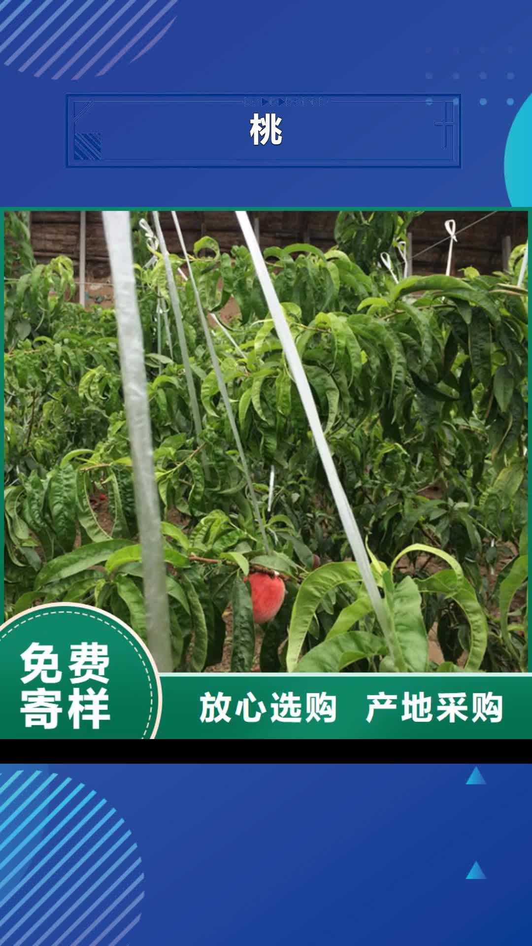 牡丹江【桃】-黄瓜苗厂家质量过硬