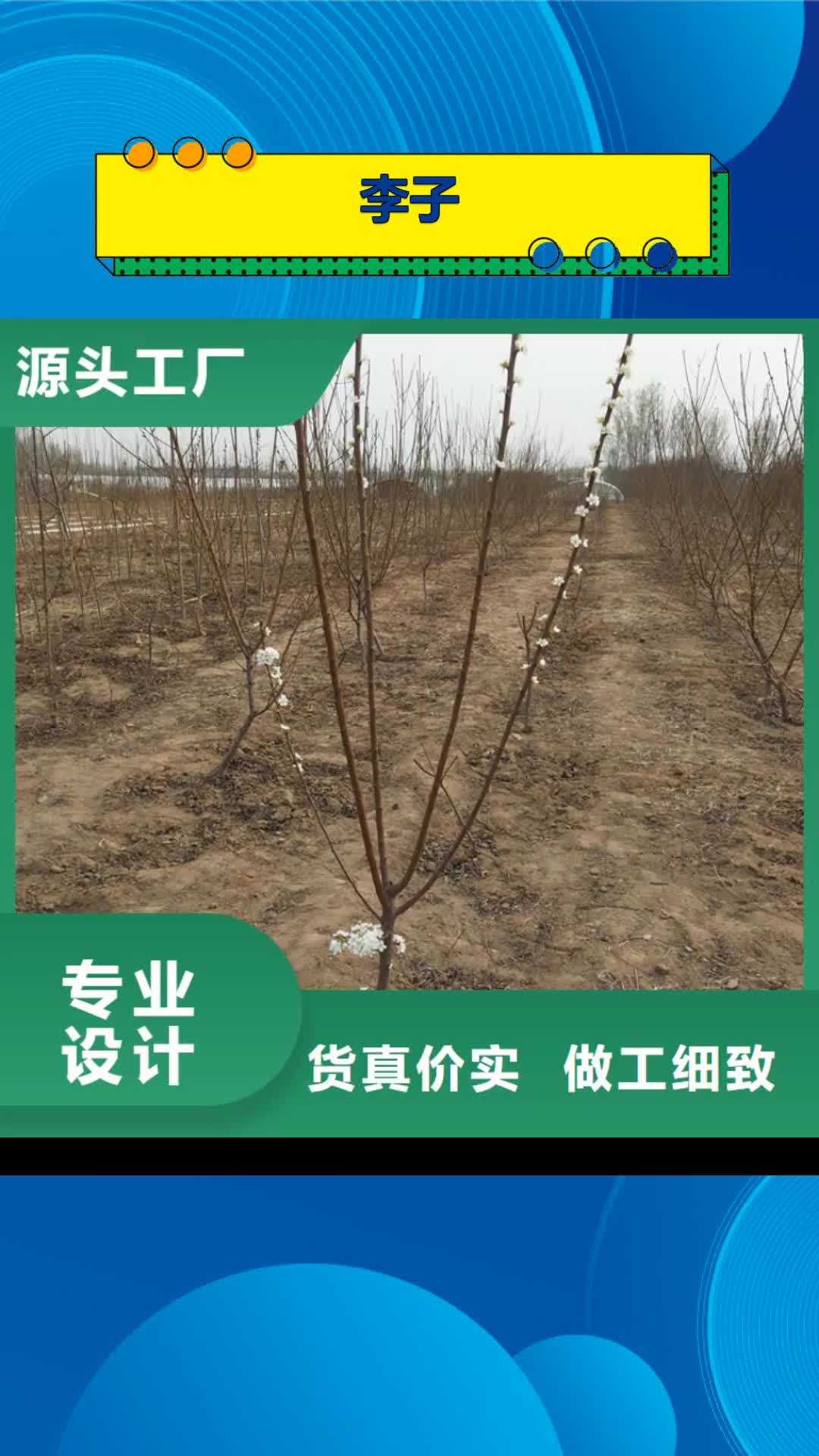 柳州【李子】樱桃苗设计合理