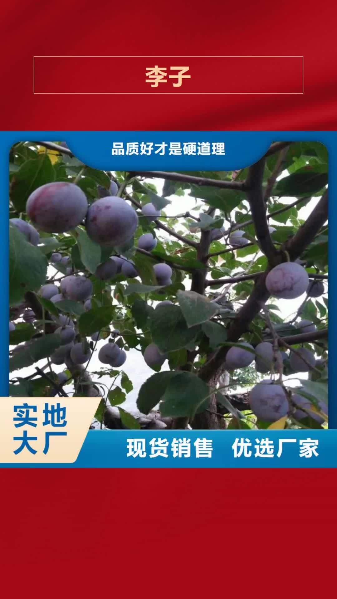 【昌都 李子石榴树好产品有口碑】