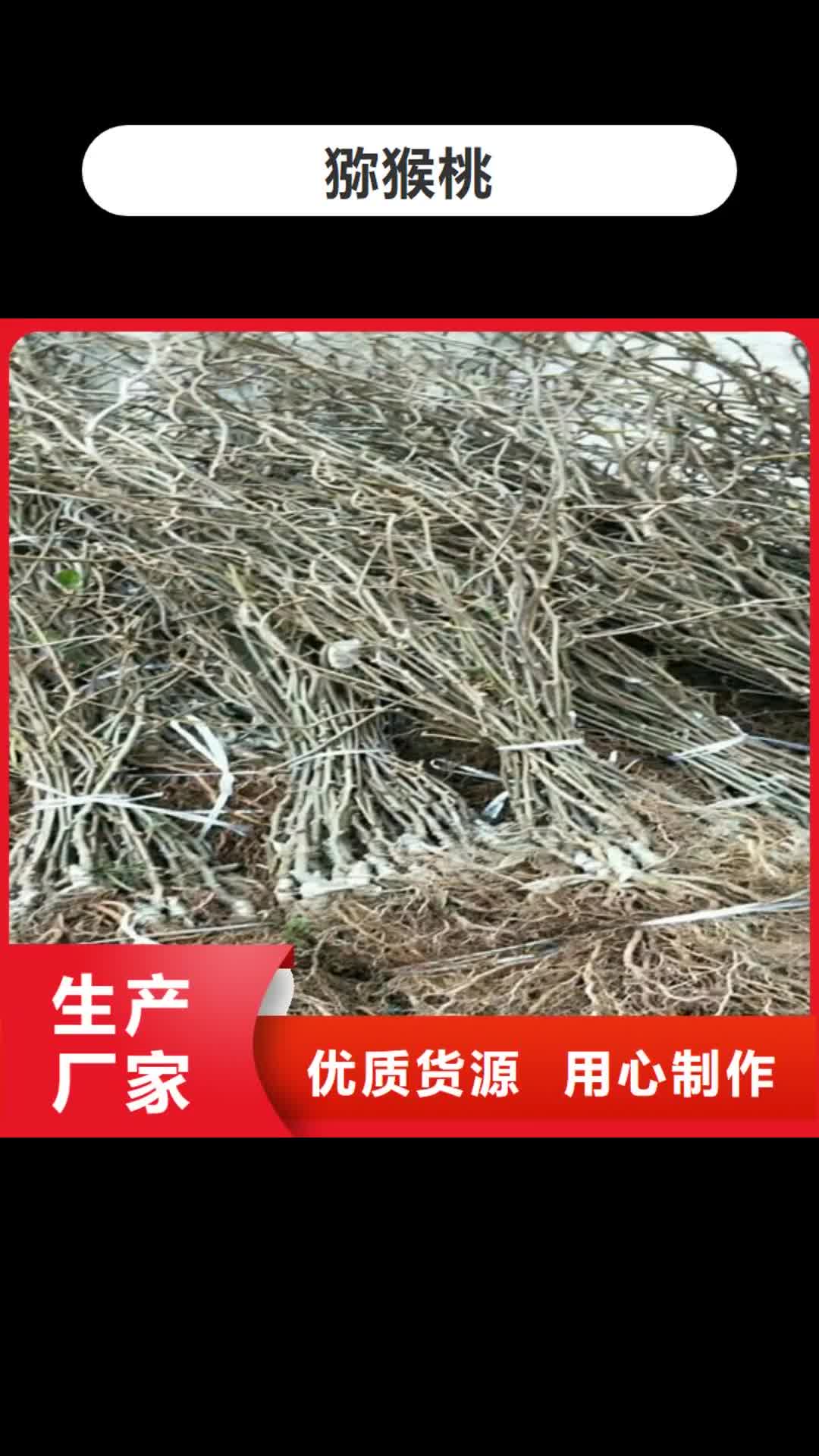 来宾【猕猴桃】 樱桃苗高品质诚信厂家